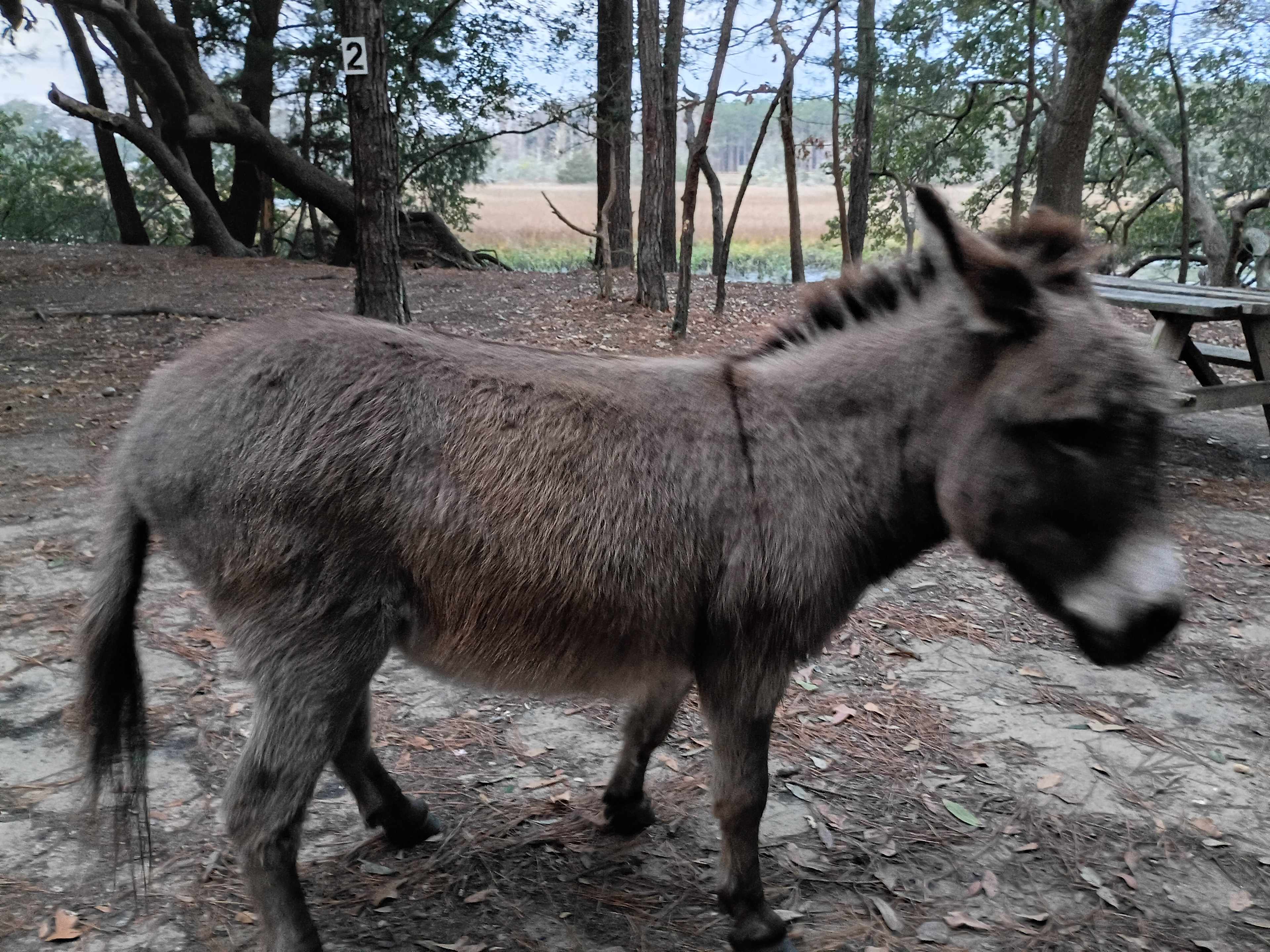 Hanscombe Point Plantation