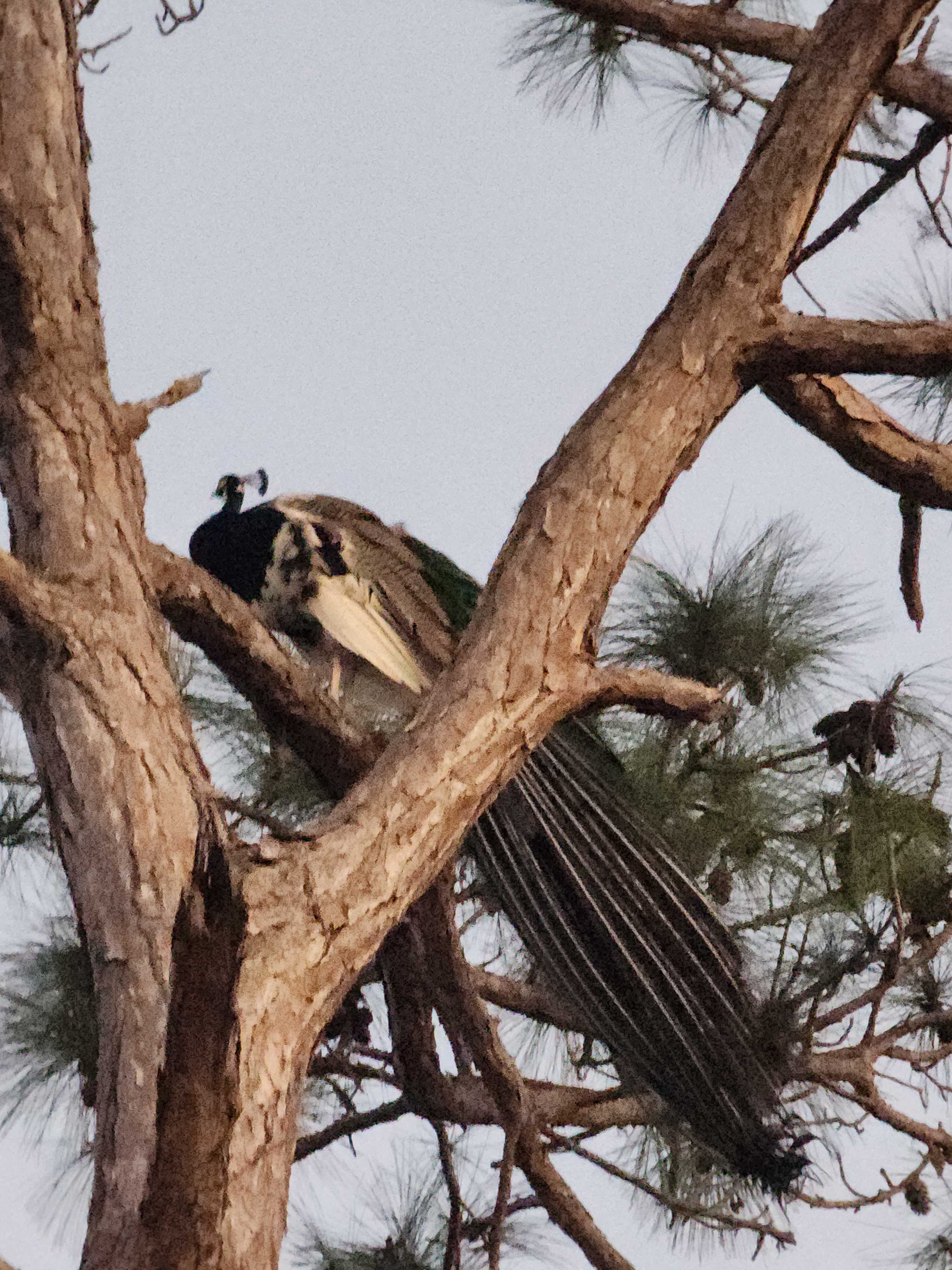 Bell Oaks Ranch 5 min from Beach