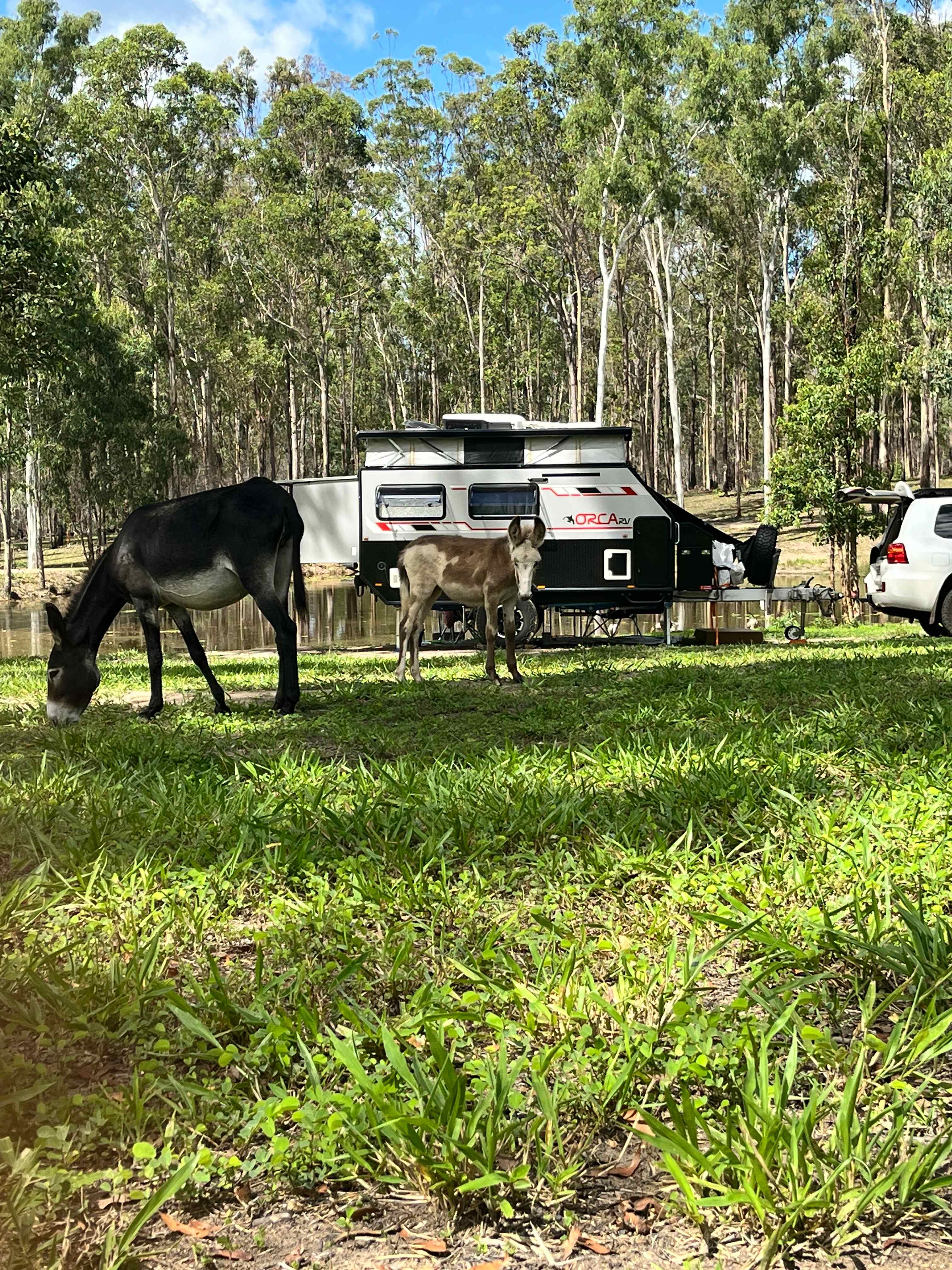Hidden Camp Farm Stay