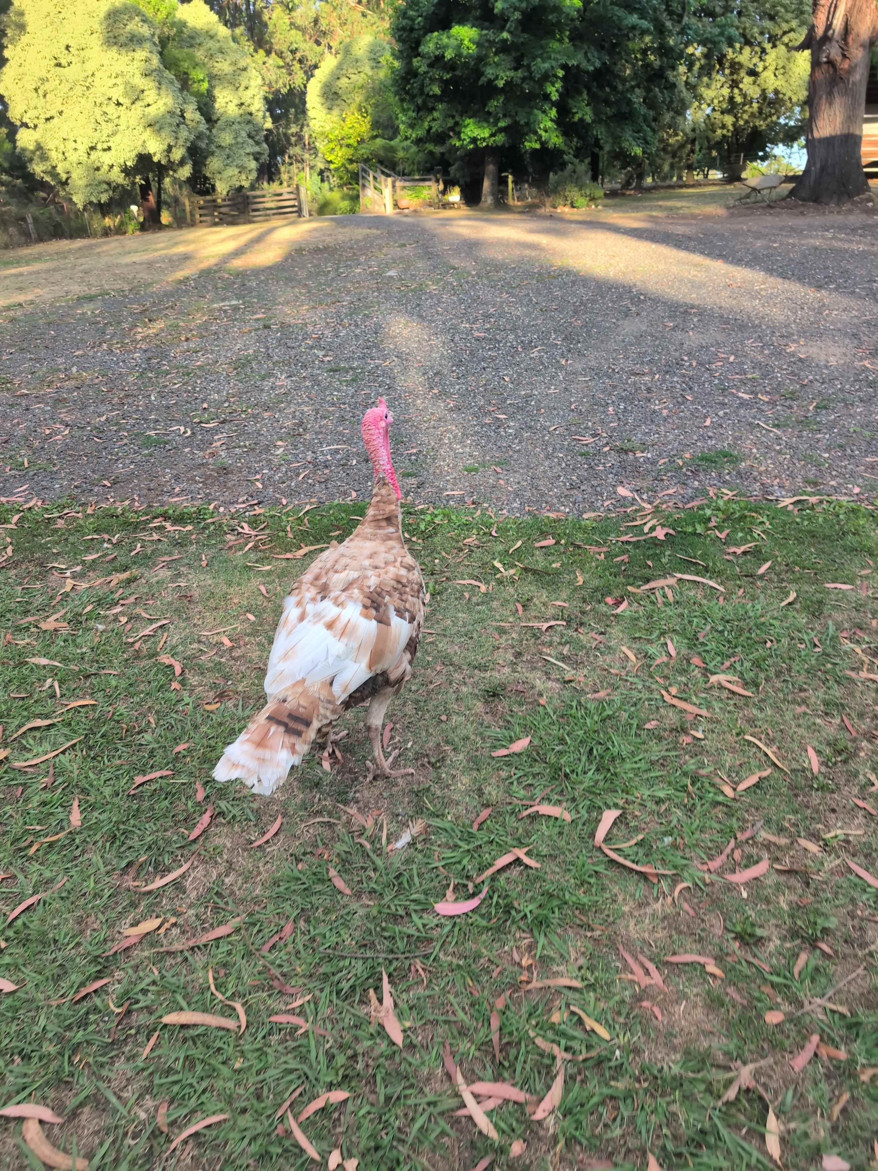 Millers Farm "The Hills are alive"