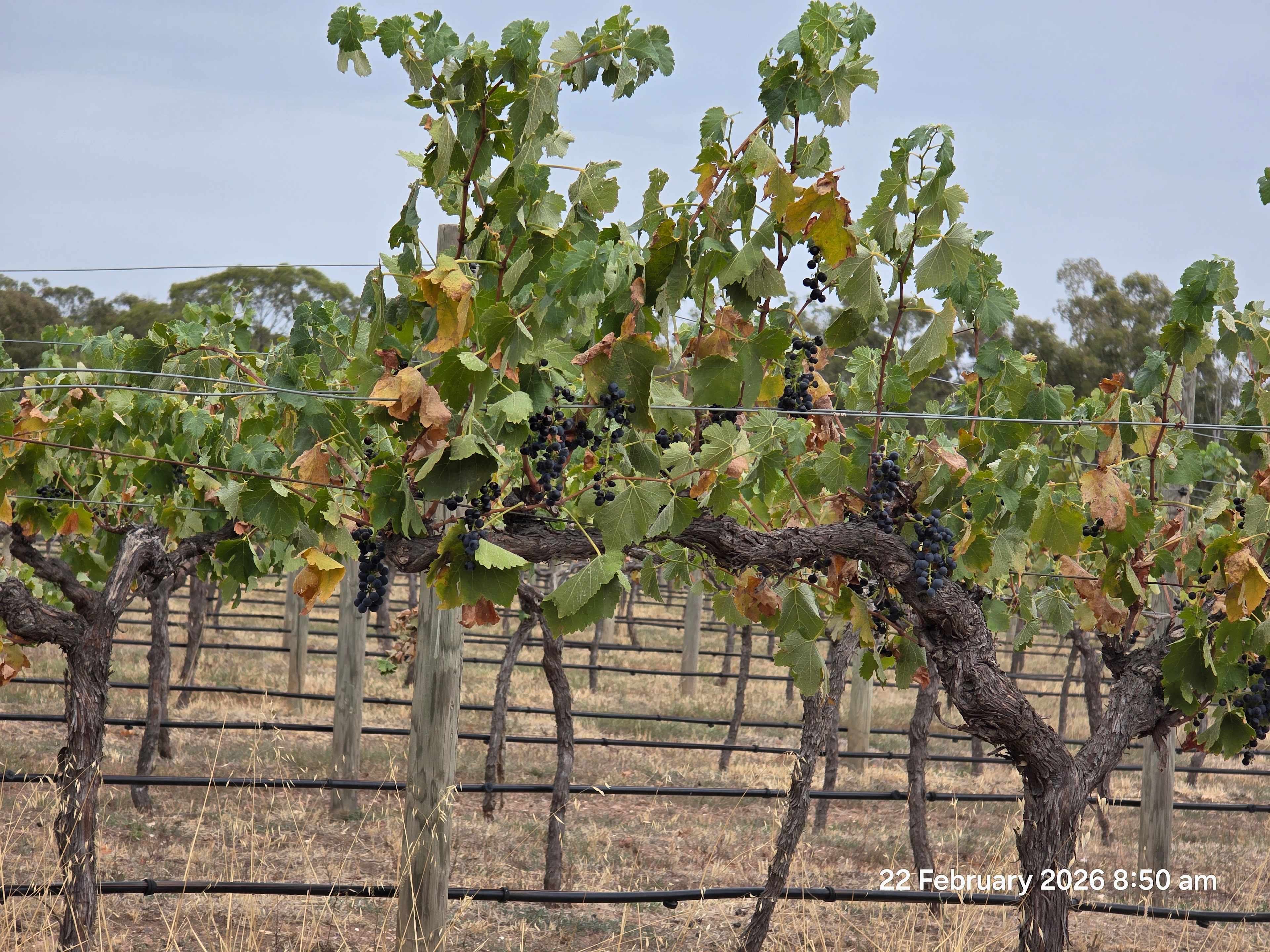 Sandhurst Ridge Vineyard