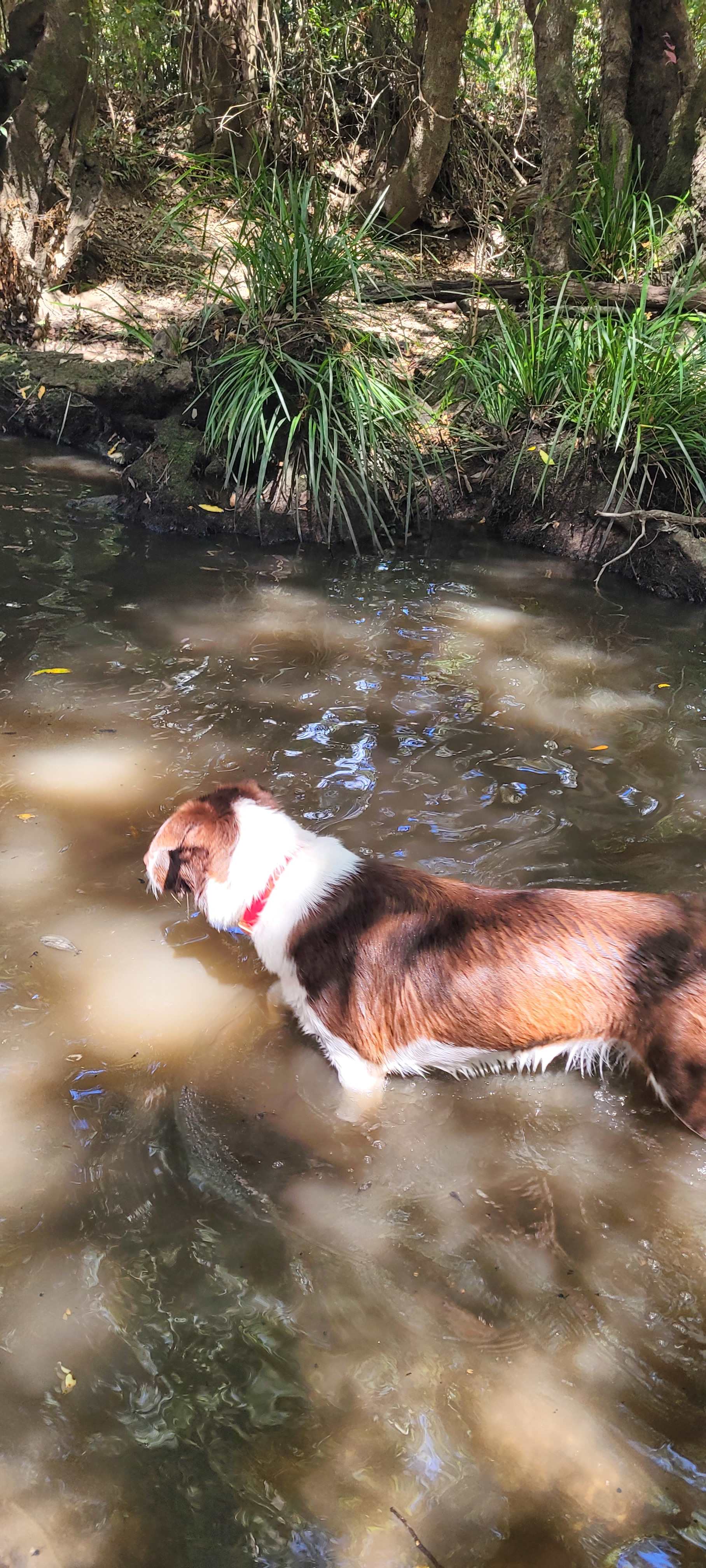 Belli Downs -Whole site to yourself