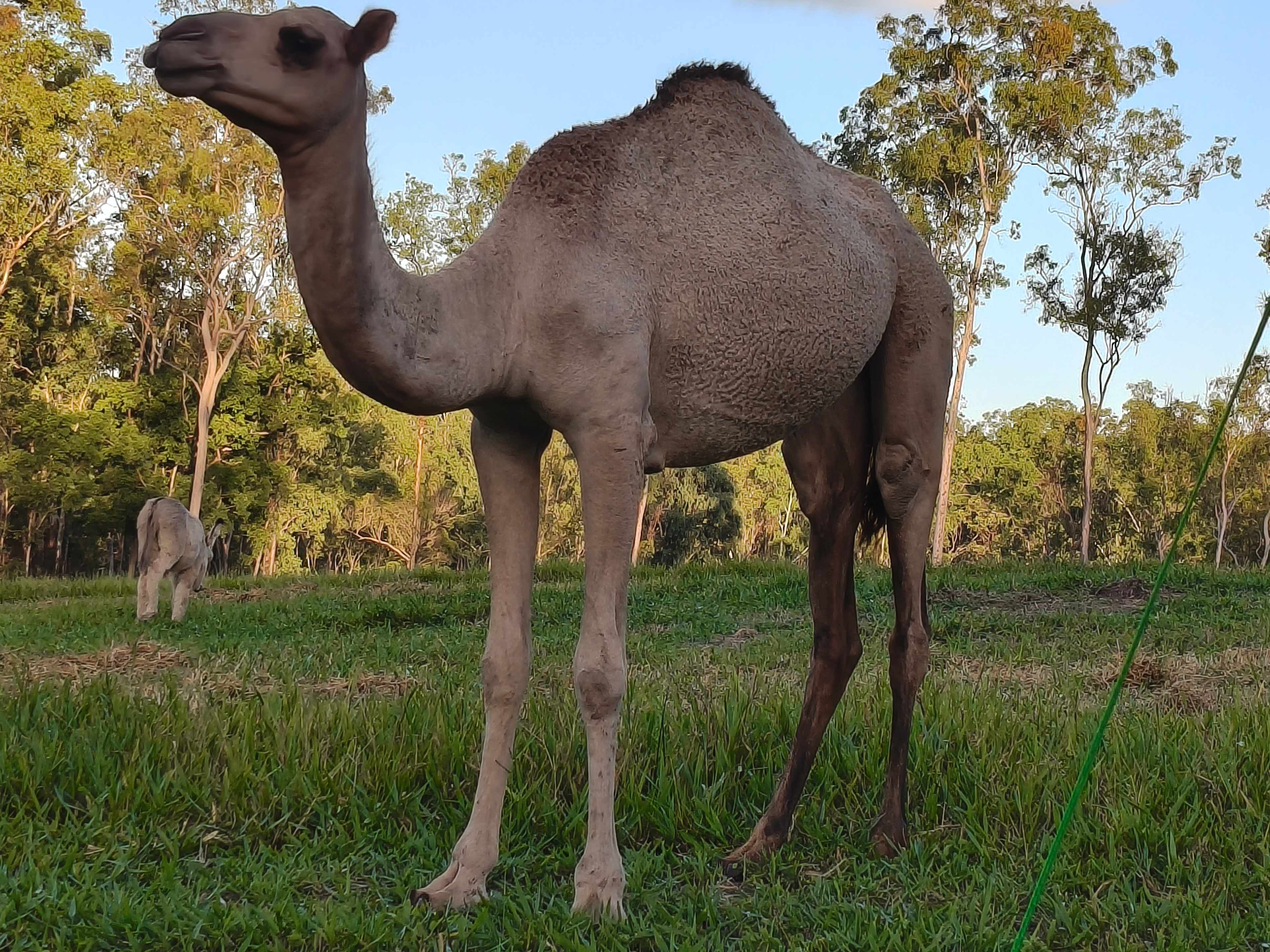 Hidden Camp Farm Stay