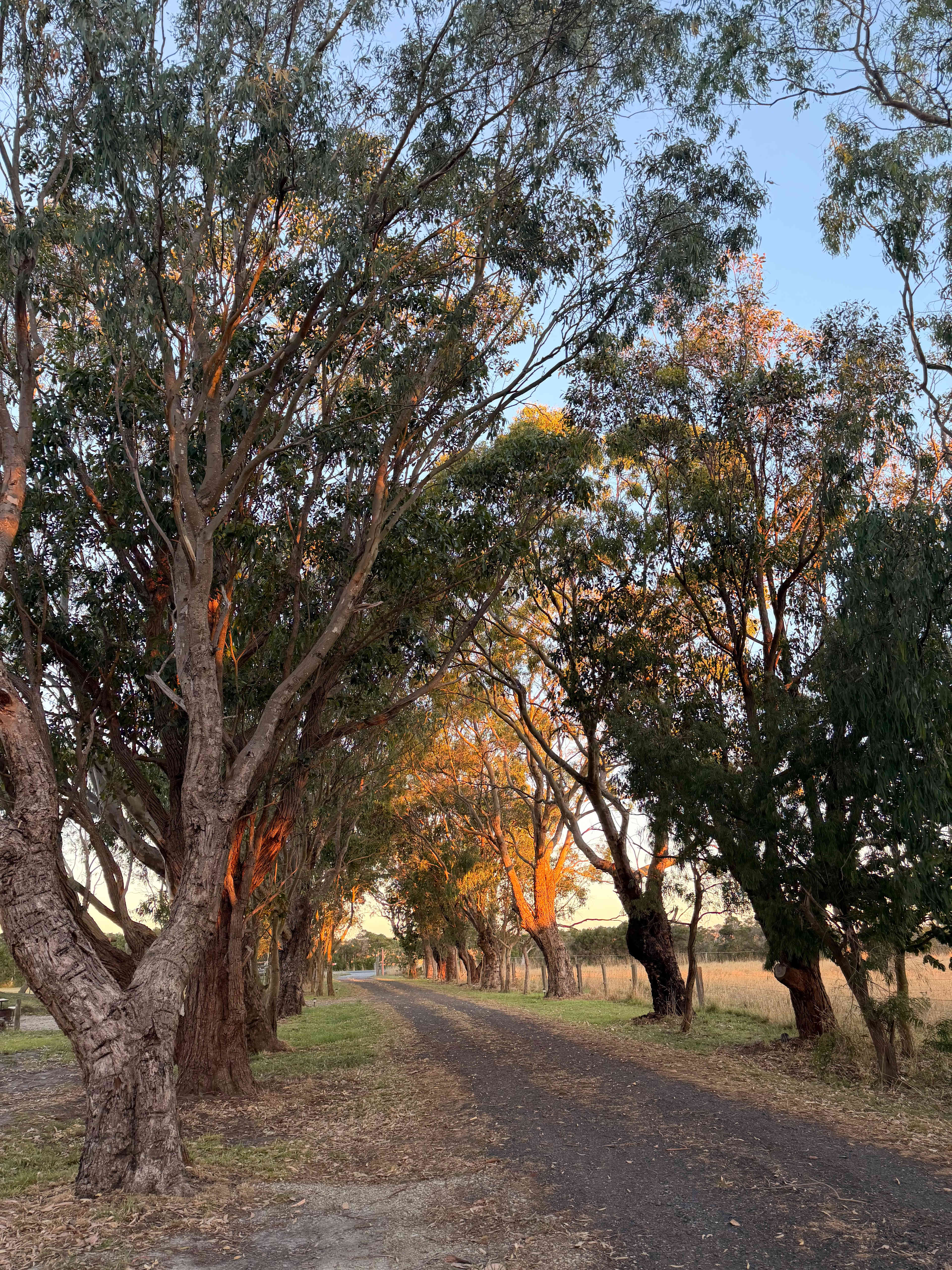 The Farm @ JU Buffalo (S Gippsland)