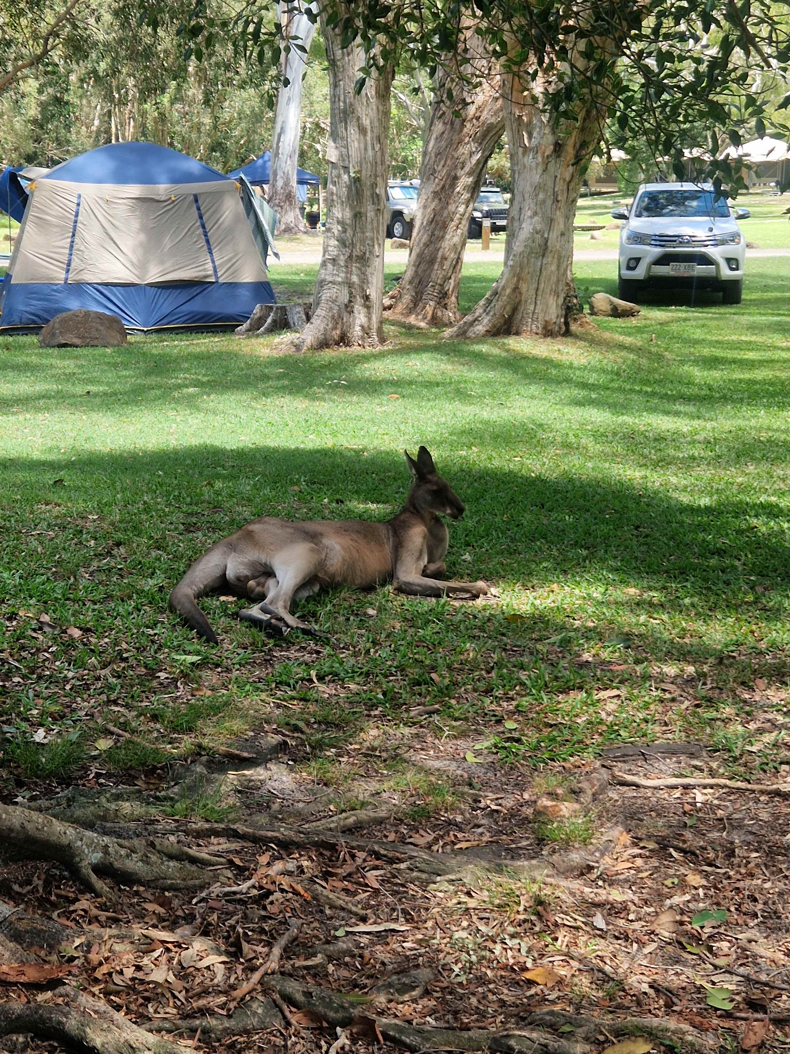 Habitat Noosa Everglades EcoCamp