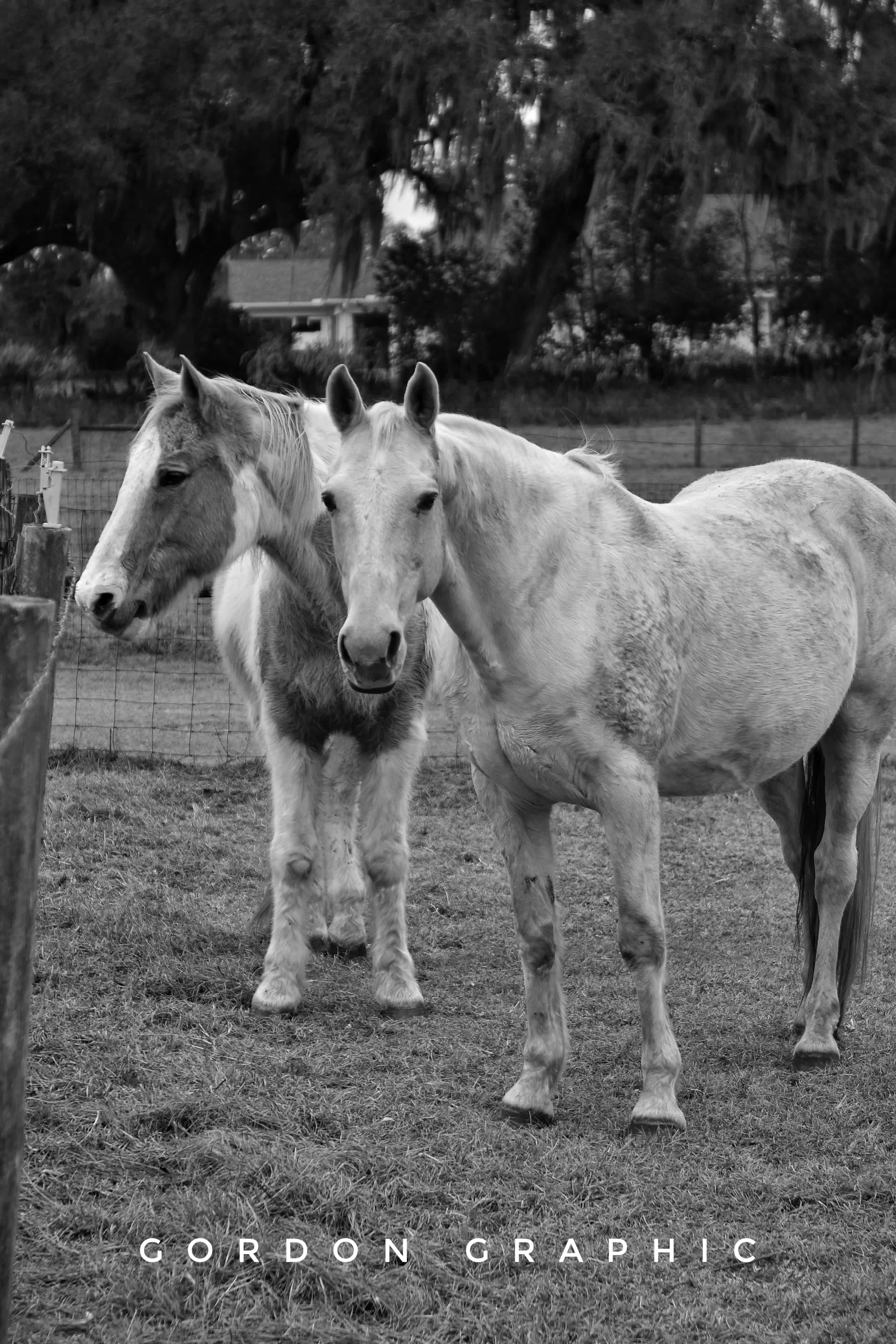 Mark’s two horses we enjoyed watching. 