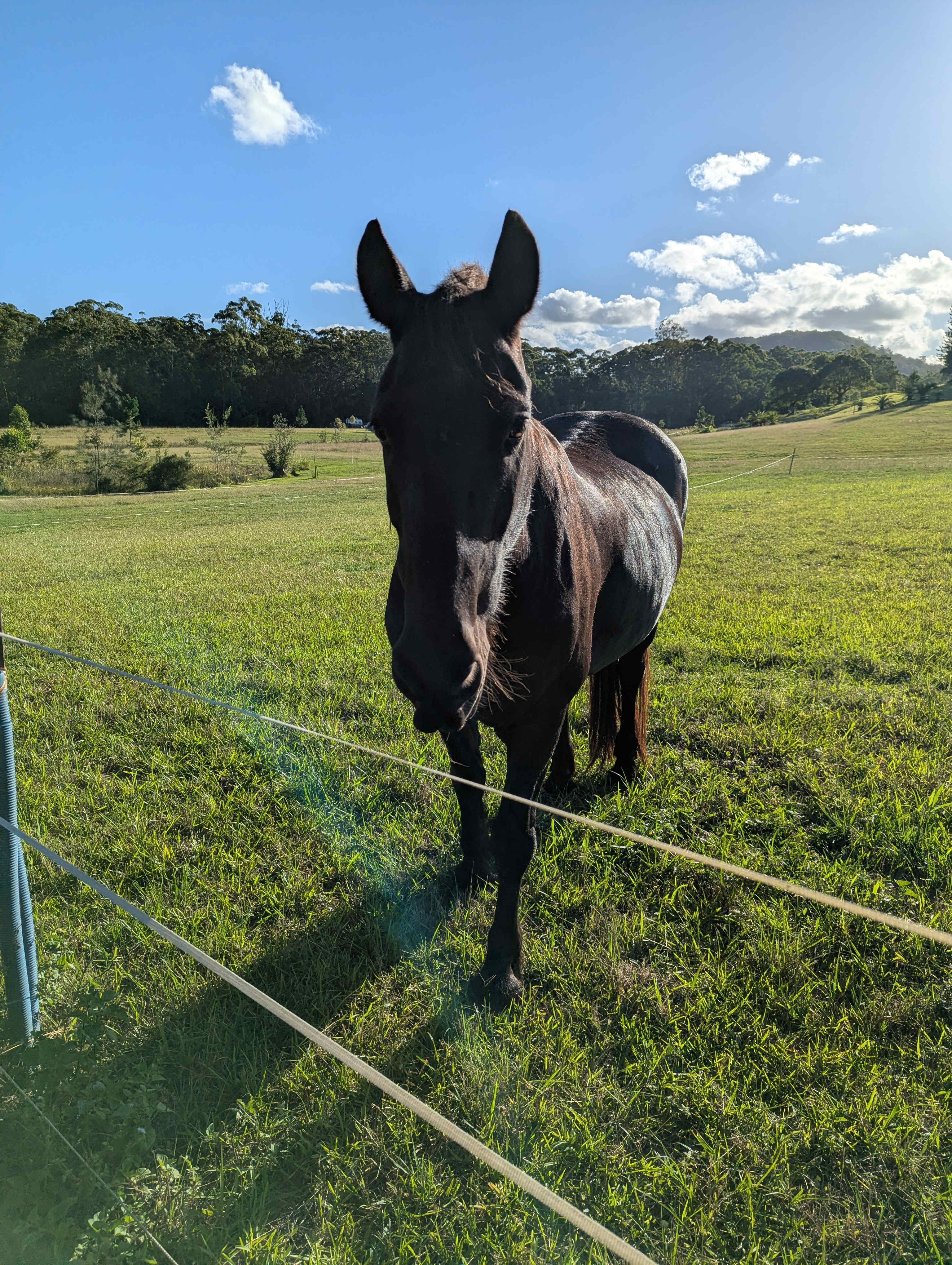 Skippy Trails on Sippy