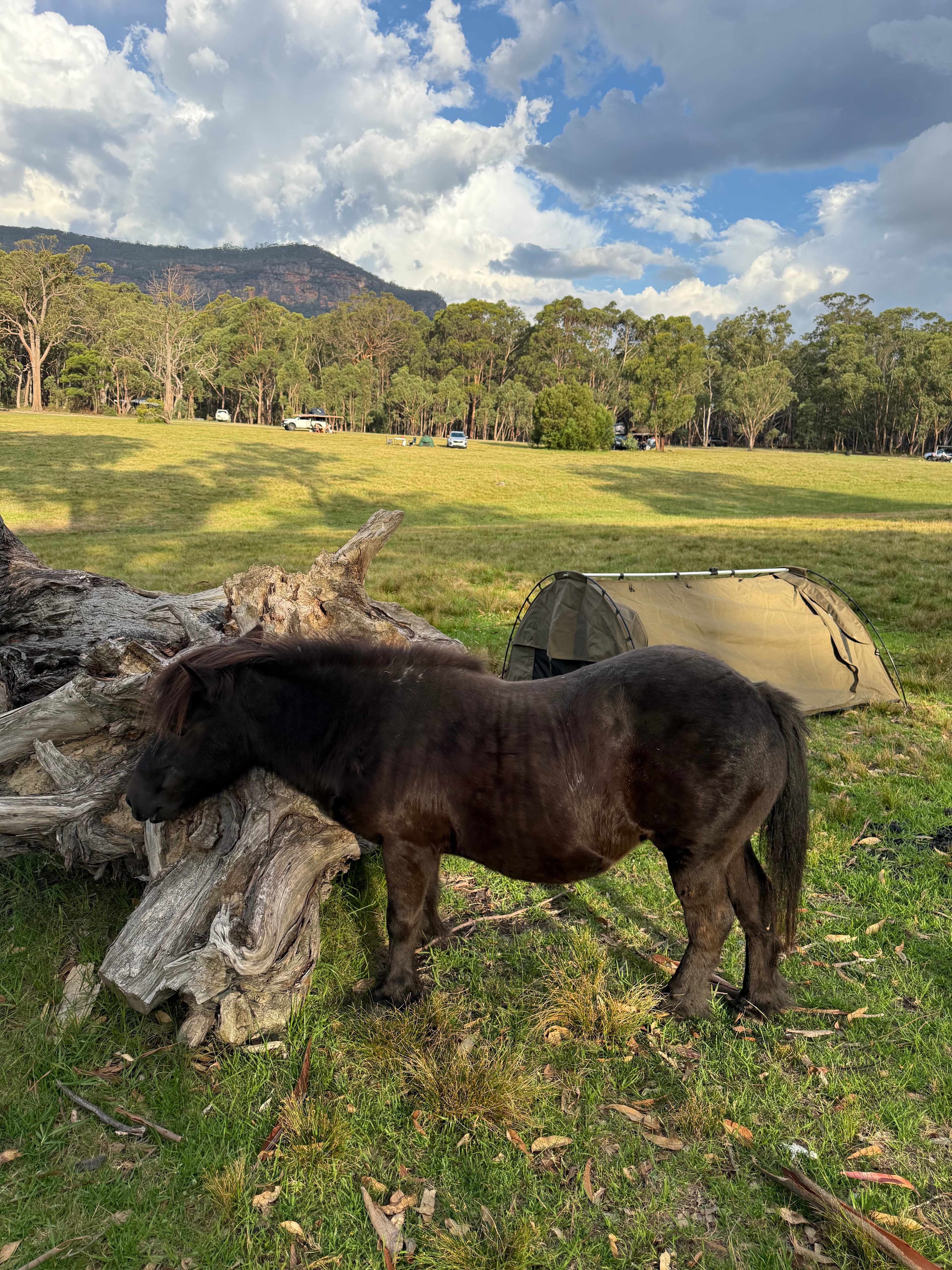 Megalong Valley Farm