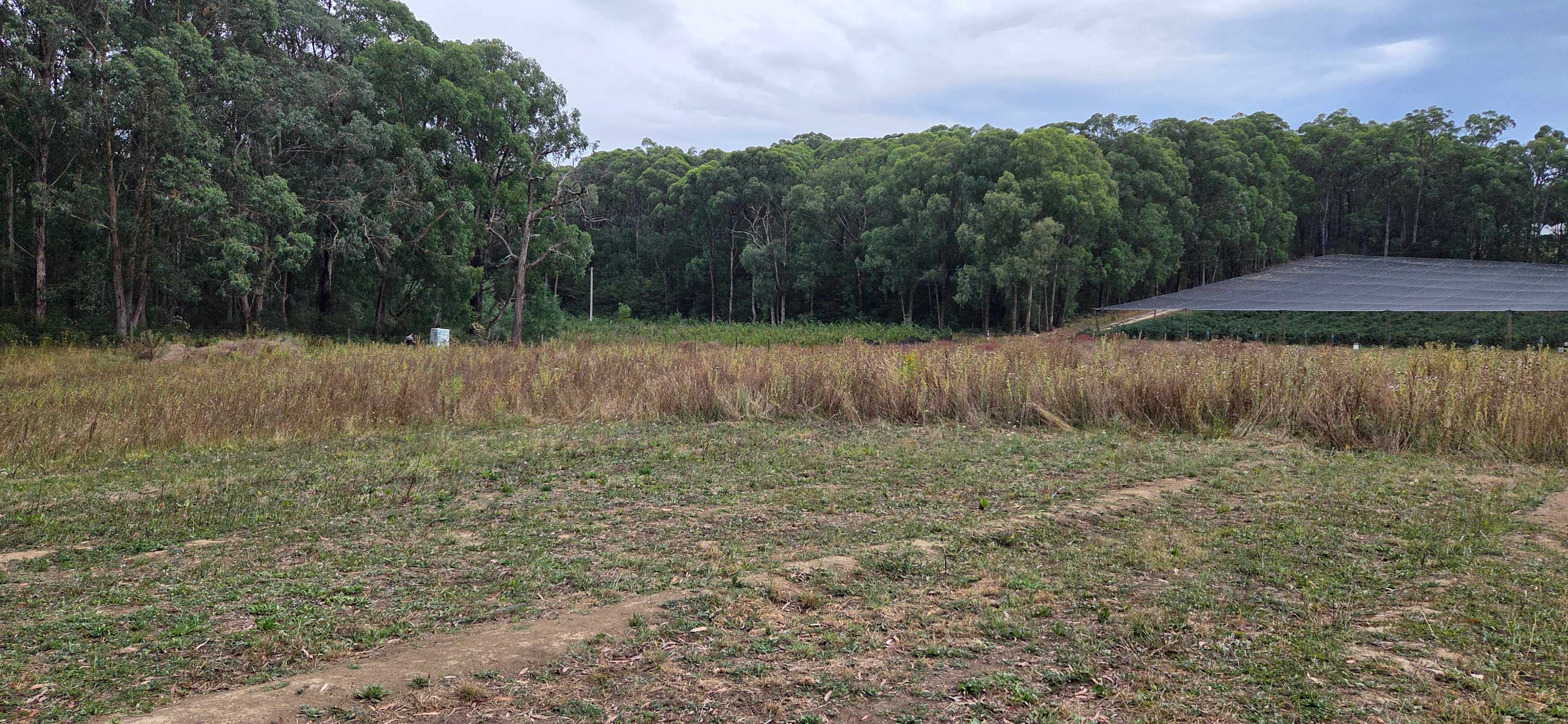 Nerrigundah Contrée Sauvage