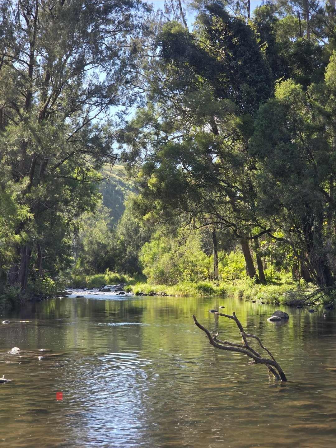 Sarabah Creek Camping