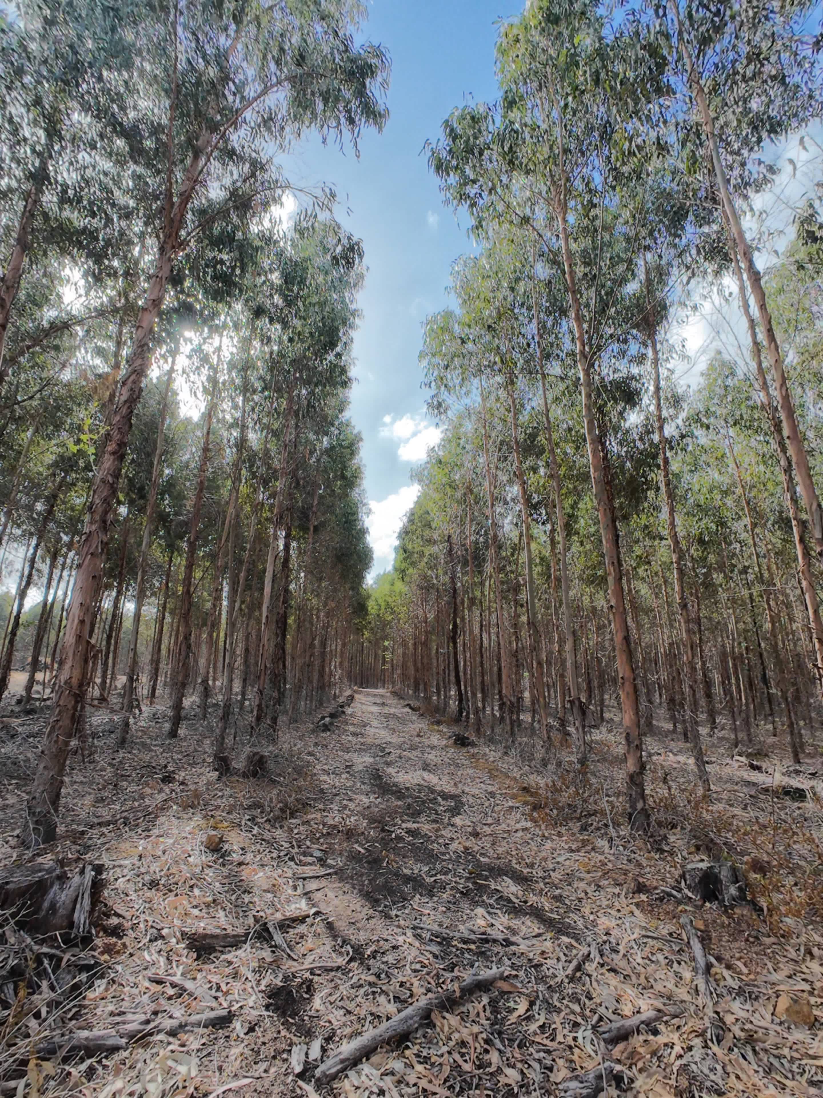 Whicher Farm Campsite