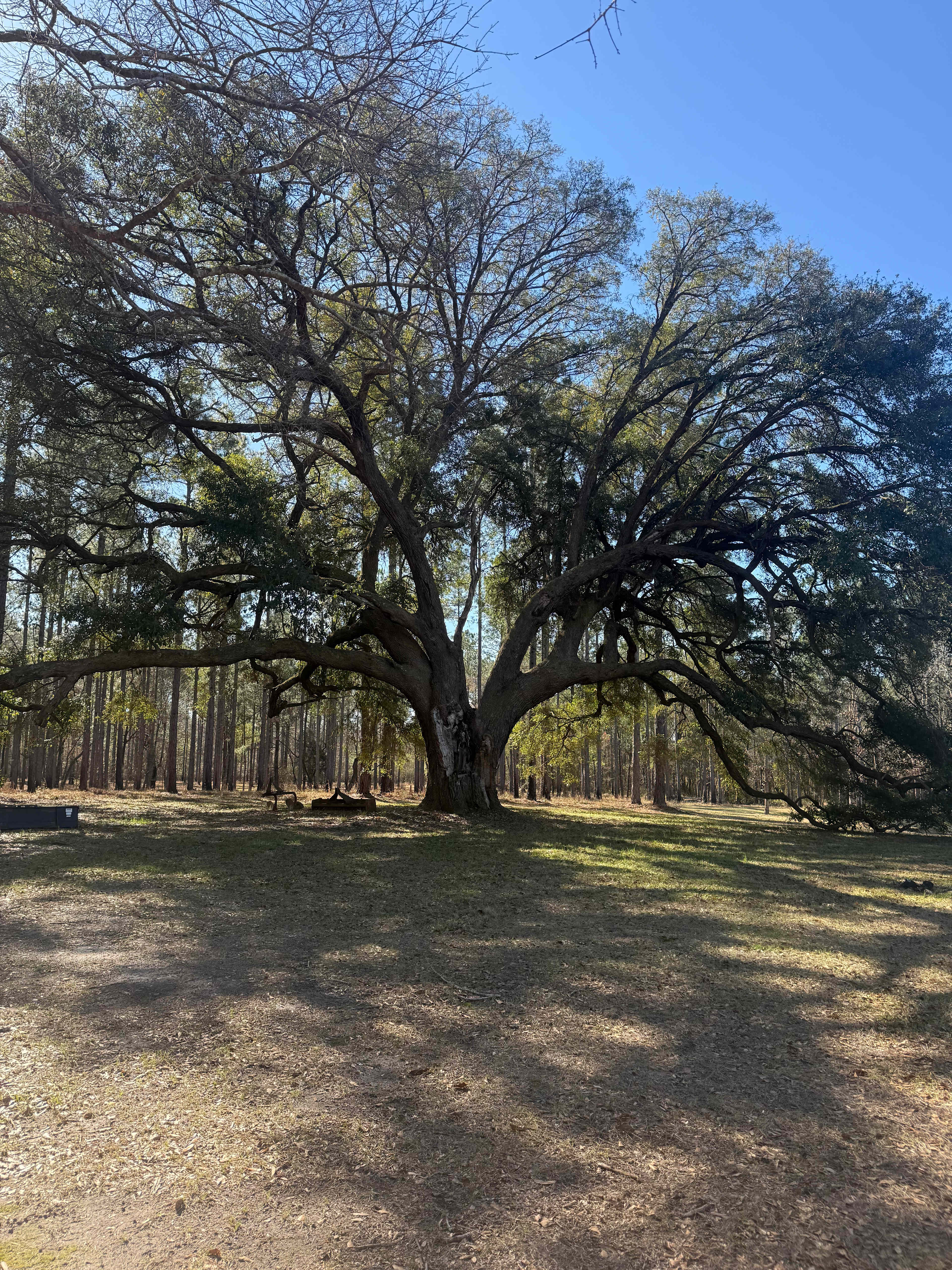 Our camper was set up just to the right of this magnificent oak.  I moved my chair and table to its’ shade for my morning coffee and afternoon relaxing.