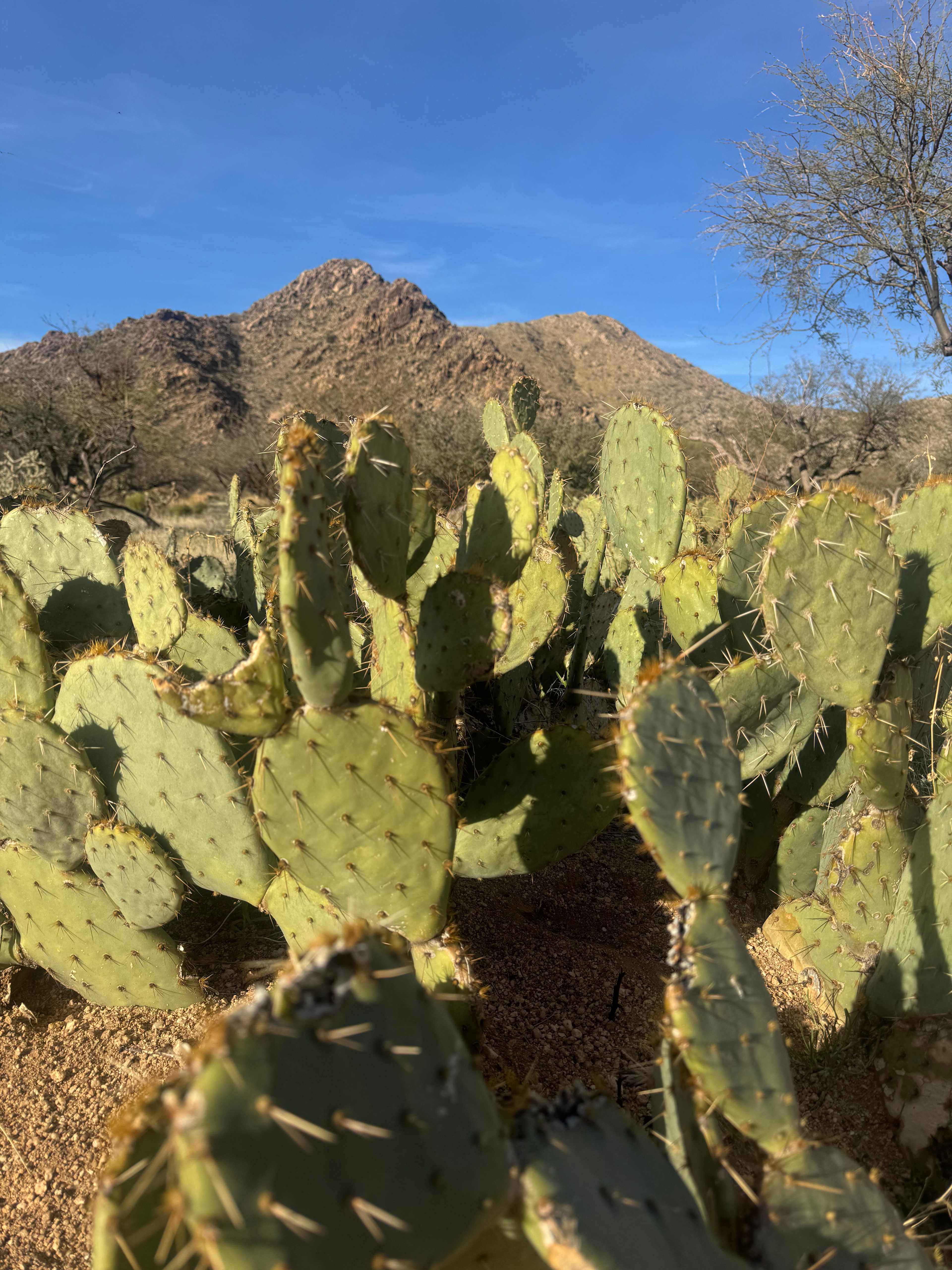 Epic Private 300 Acre Saguaro Park