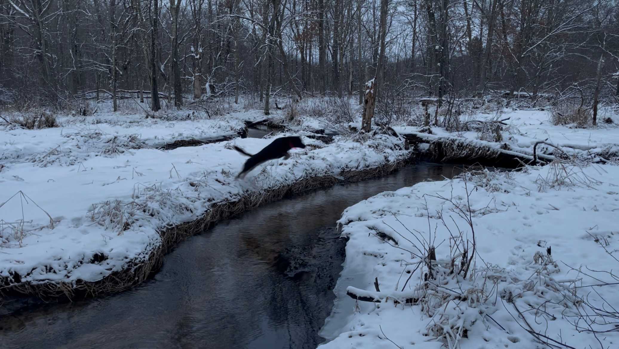 Be aware of the super adorable creek just behind the yurt - in case your pup prefers going in rather than over! My late golden would have been soaked immediately.  