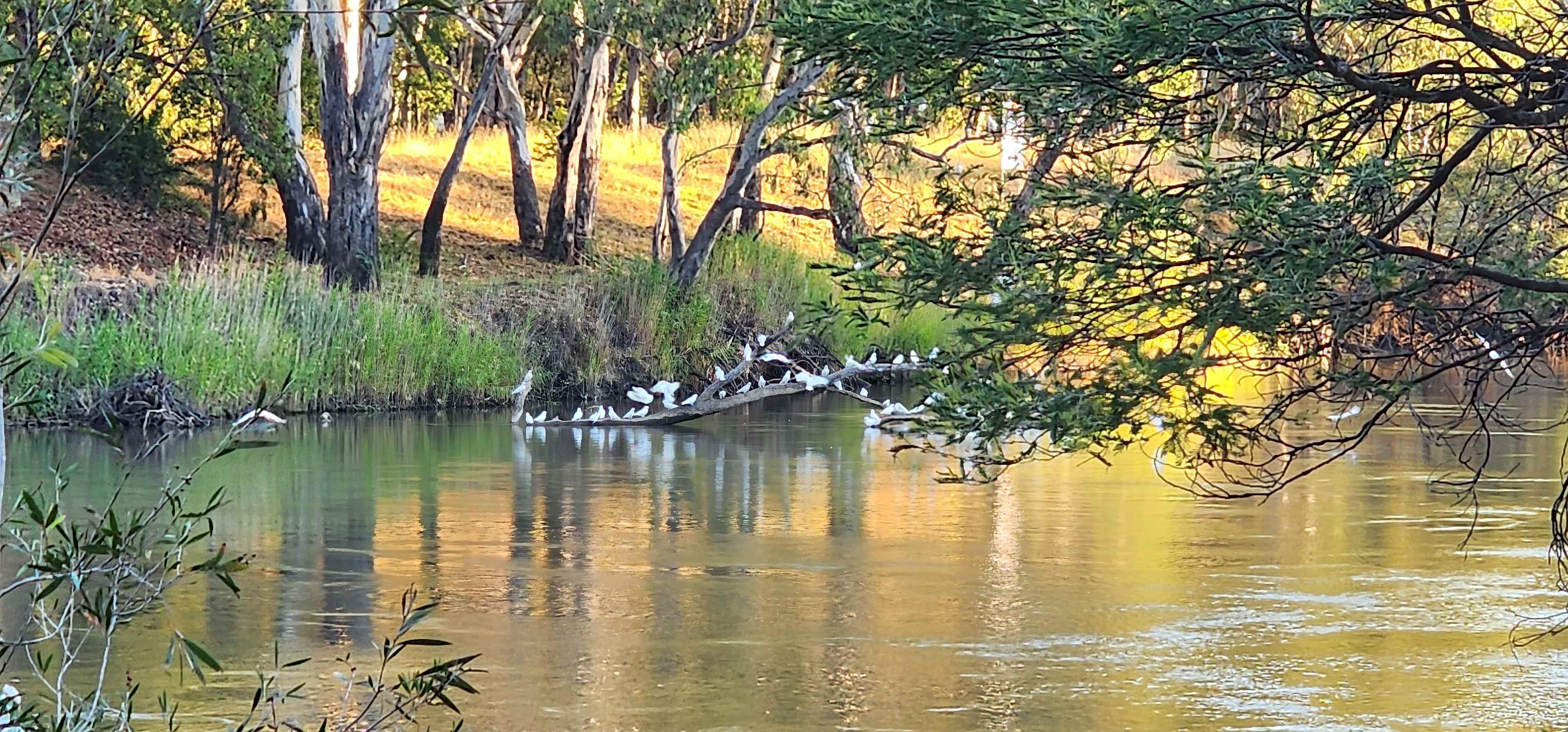 Banks of the Murray, Corowa
