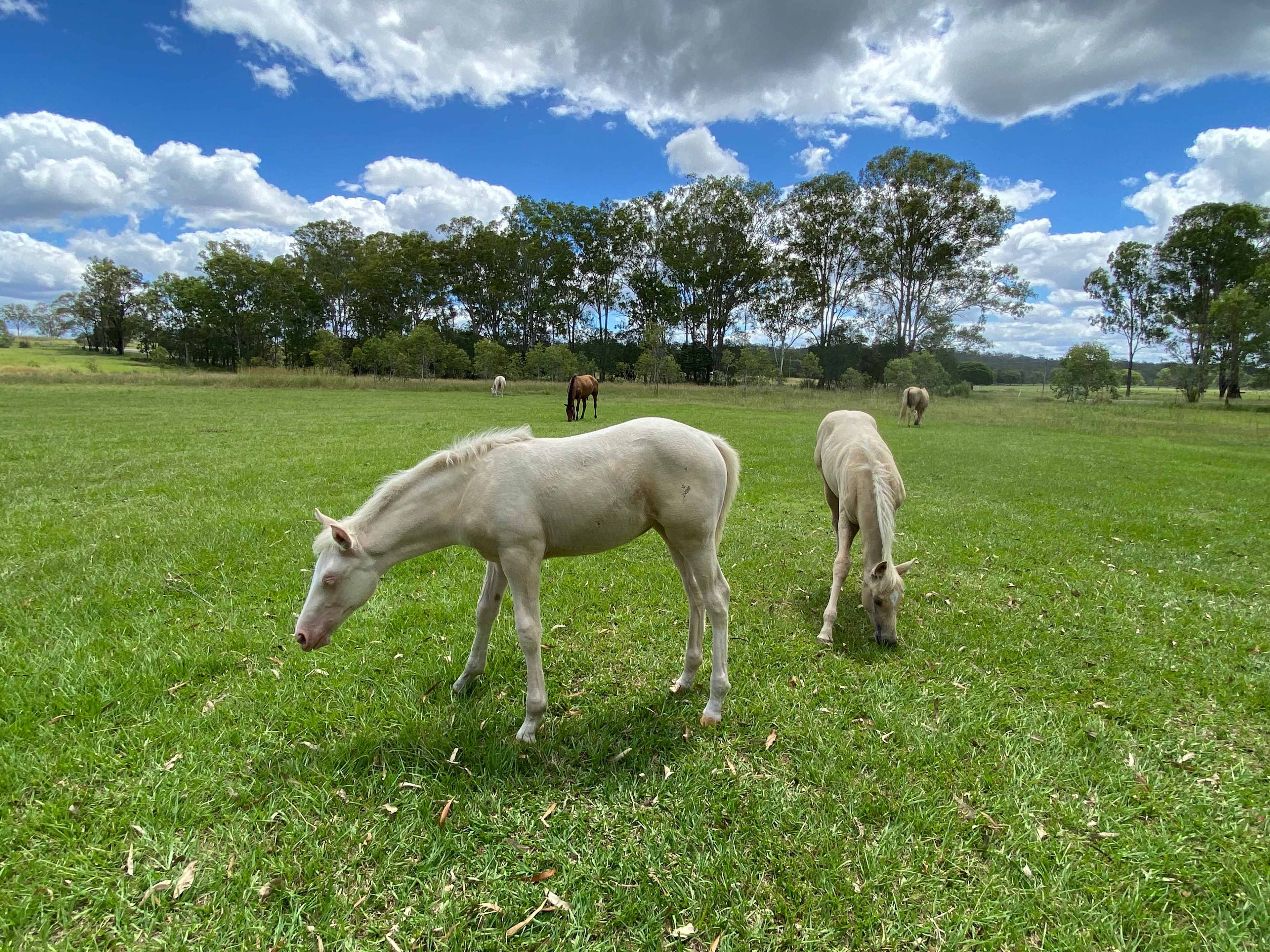 Riverbend Mary River hipcamp