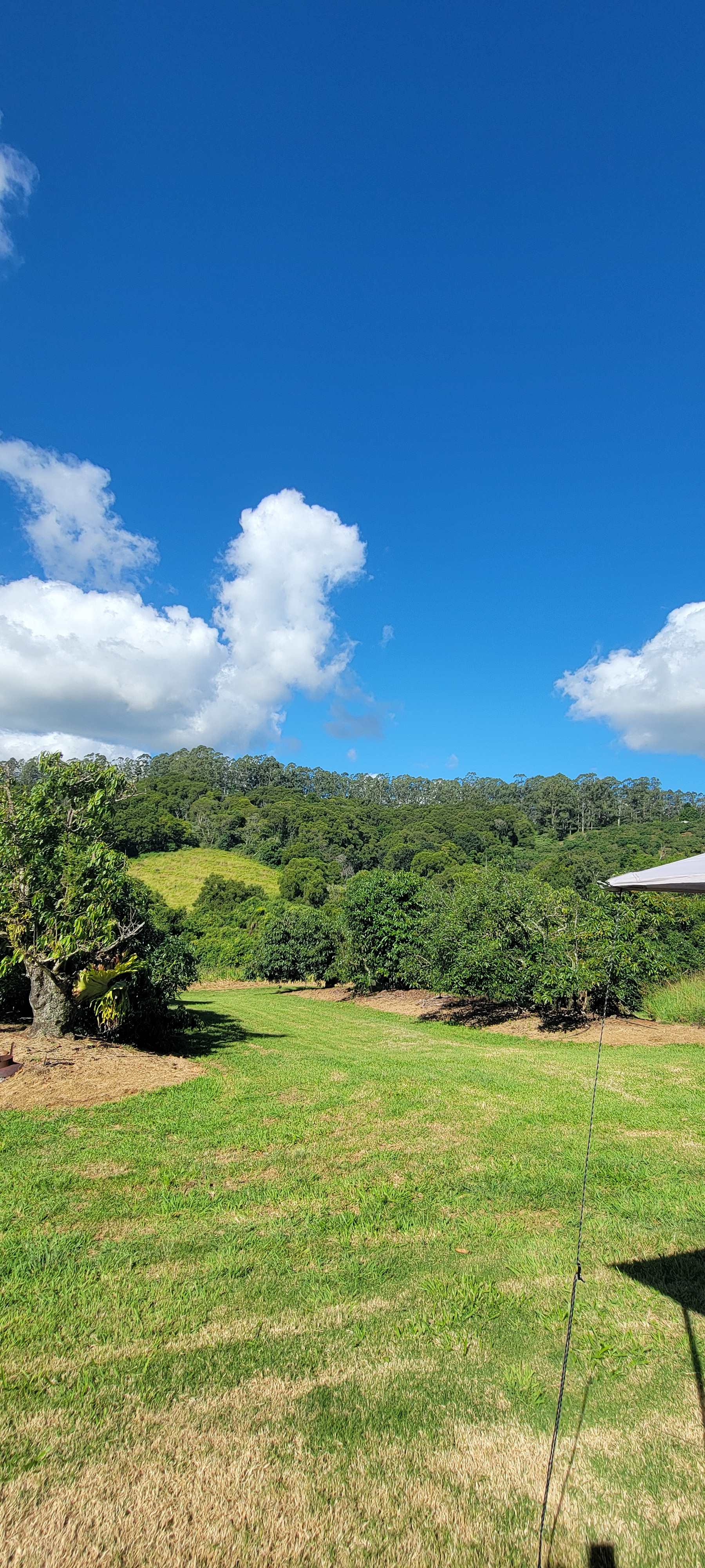 Tremayne - The Old Avocado Farm