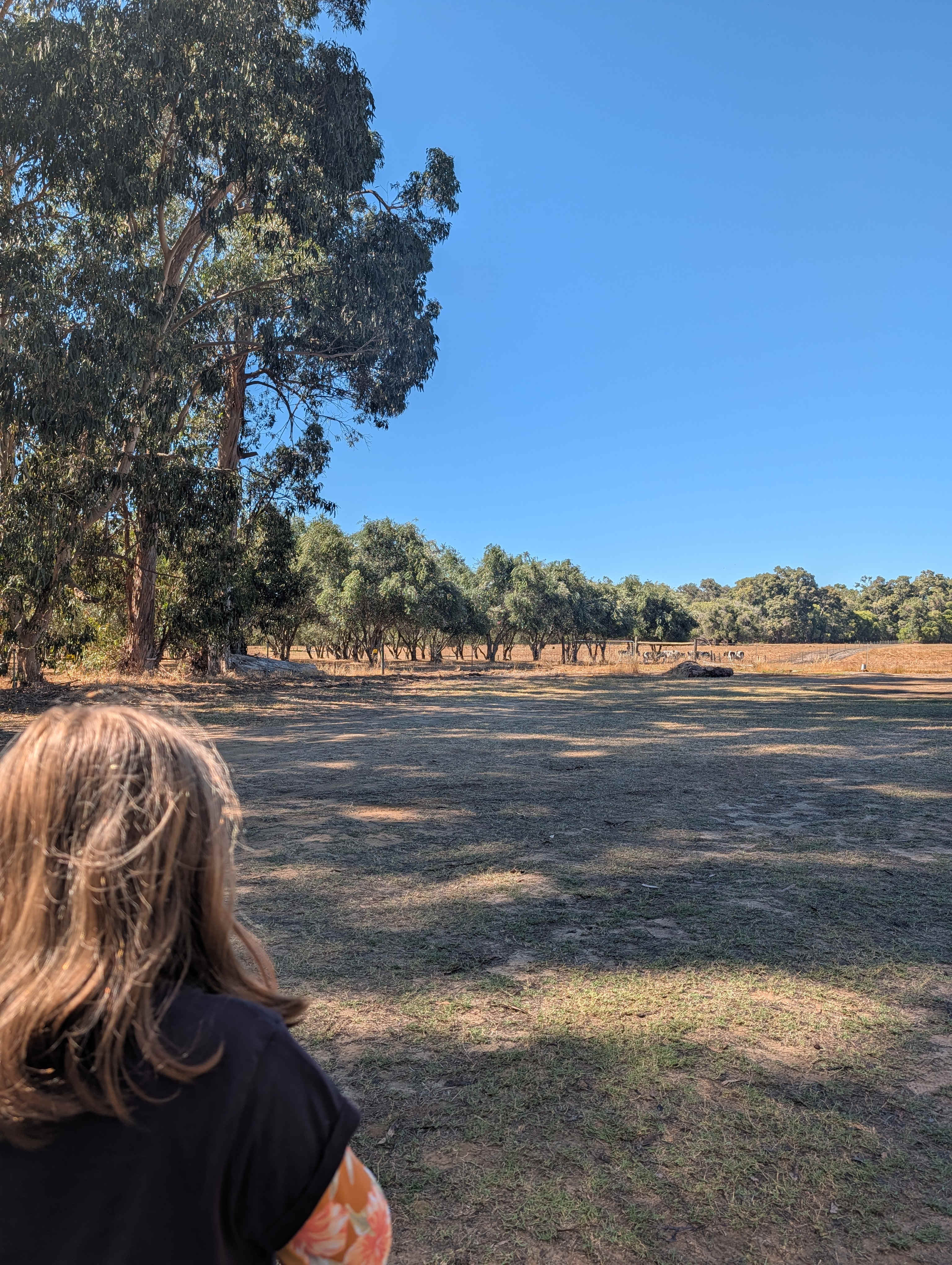 Rural peace in Vasse, Busselton