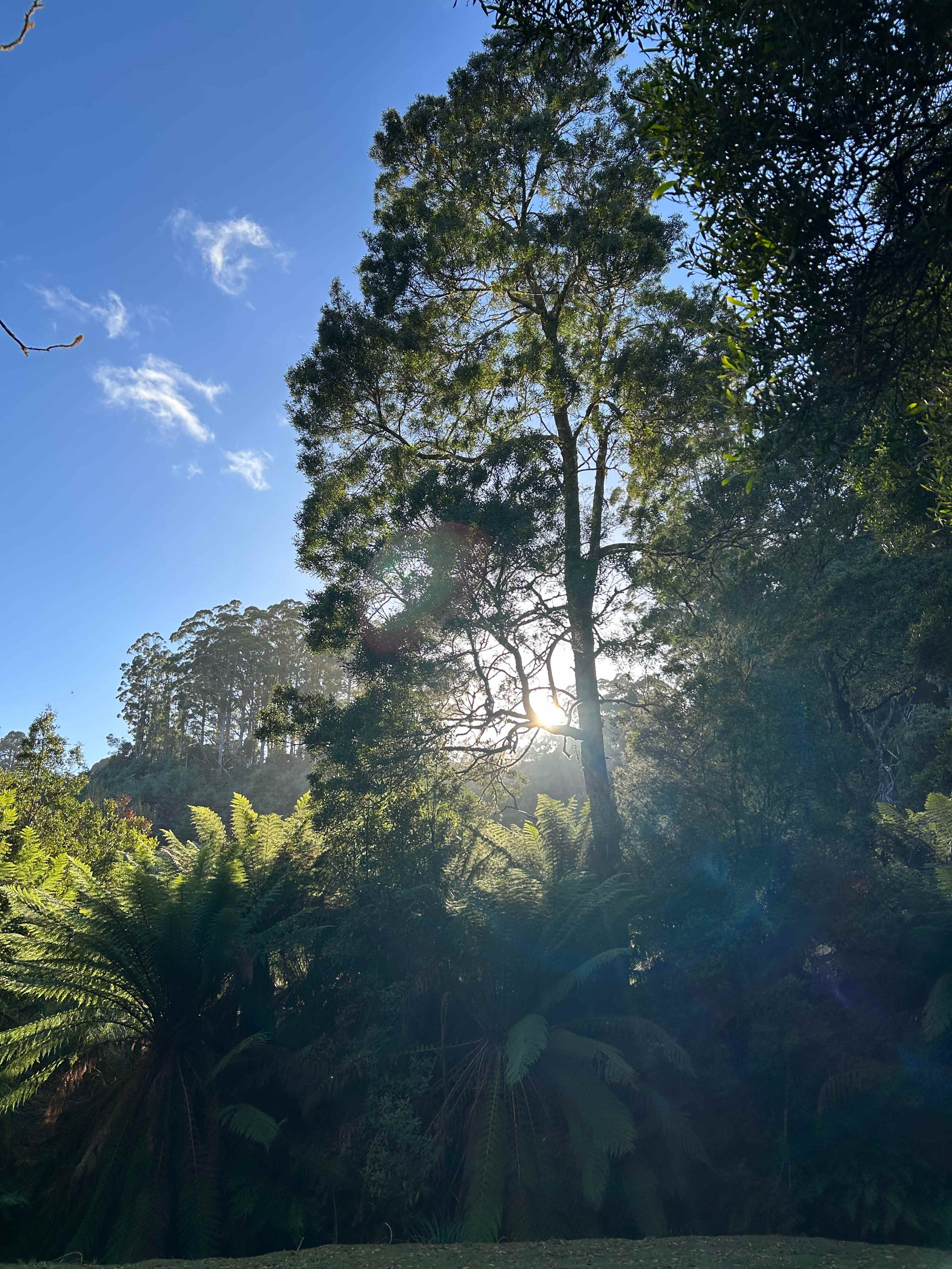 🐞🌿 Ladybug Camping 🌿🐞