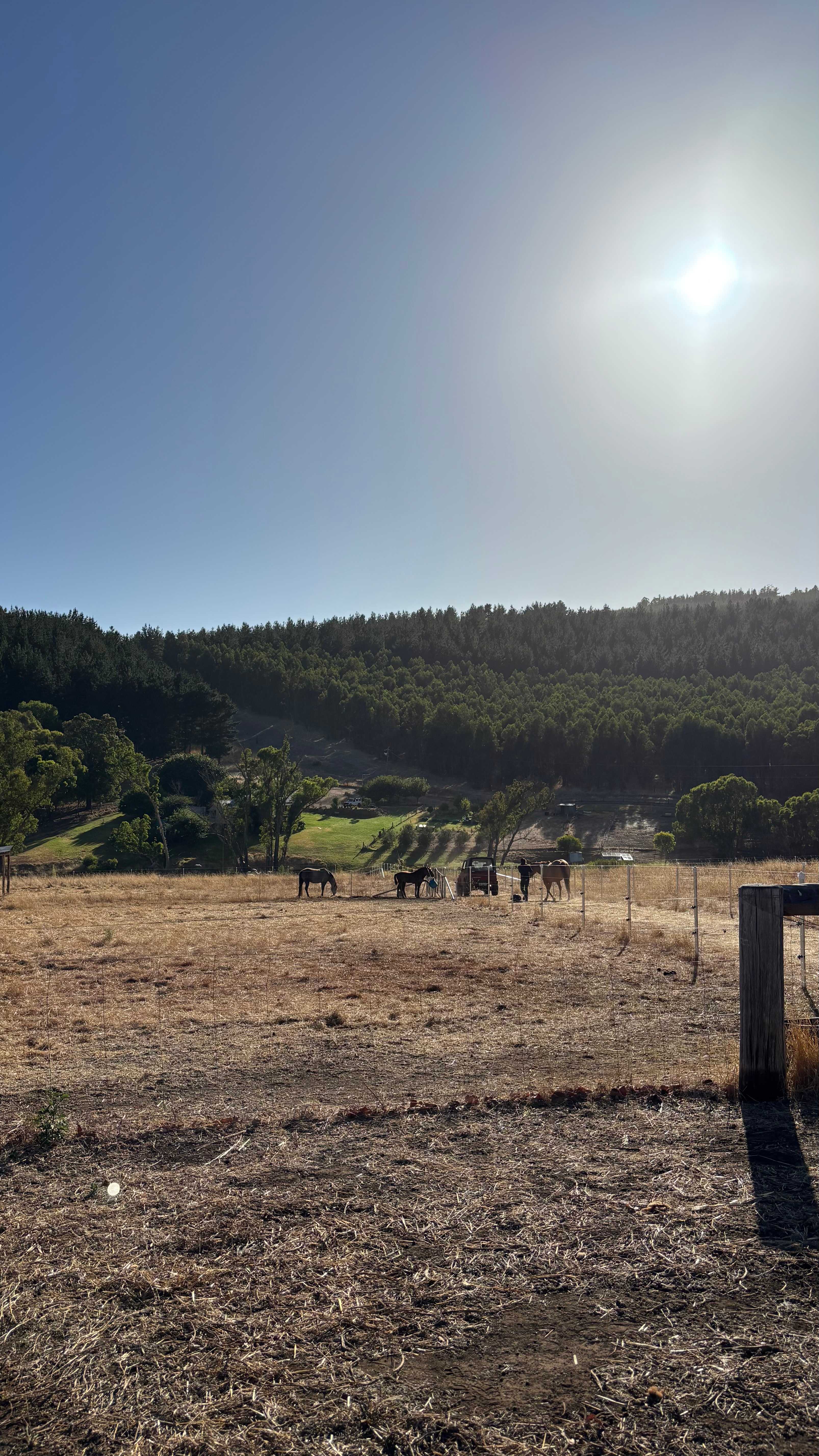 Mornings with the horses