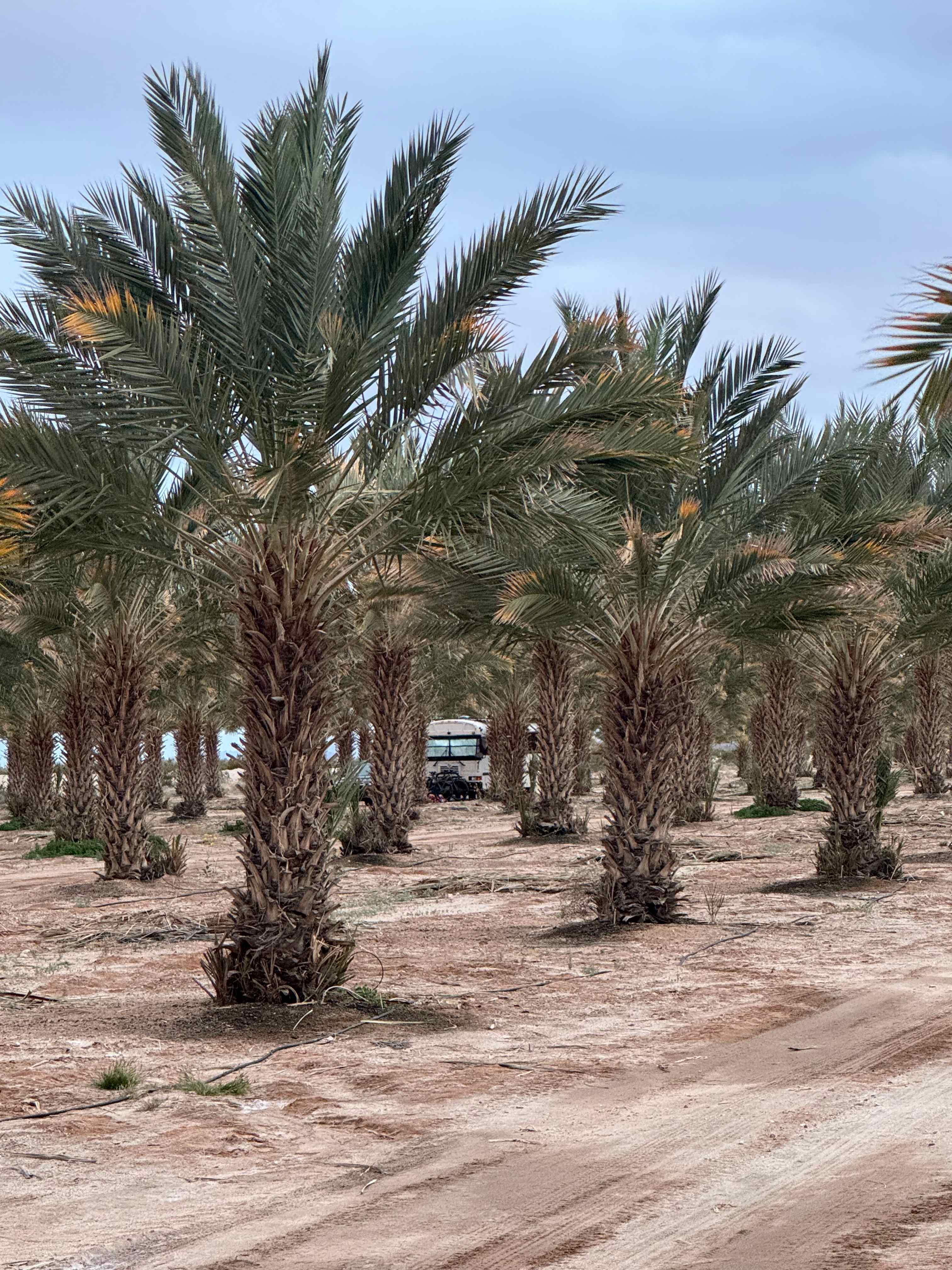 Brewery on an Organic Date Farm