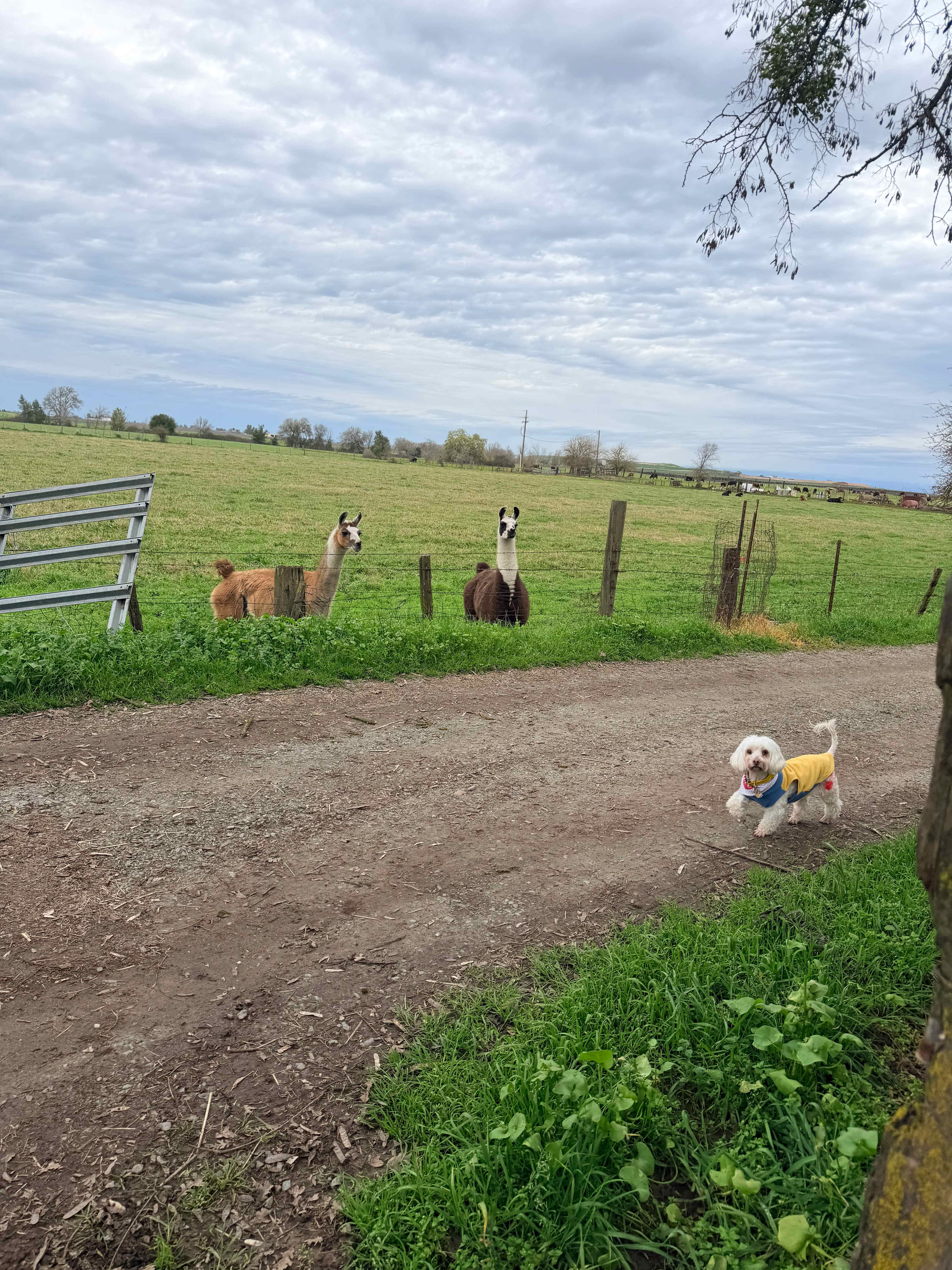 The llamas were interested in my dog 