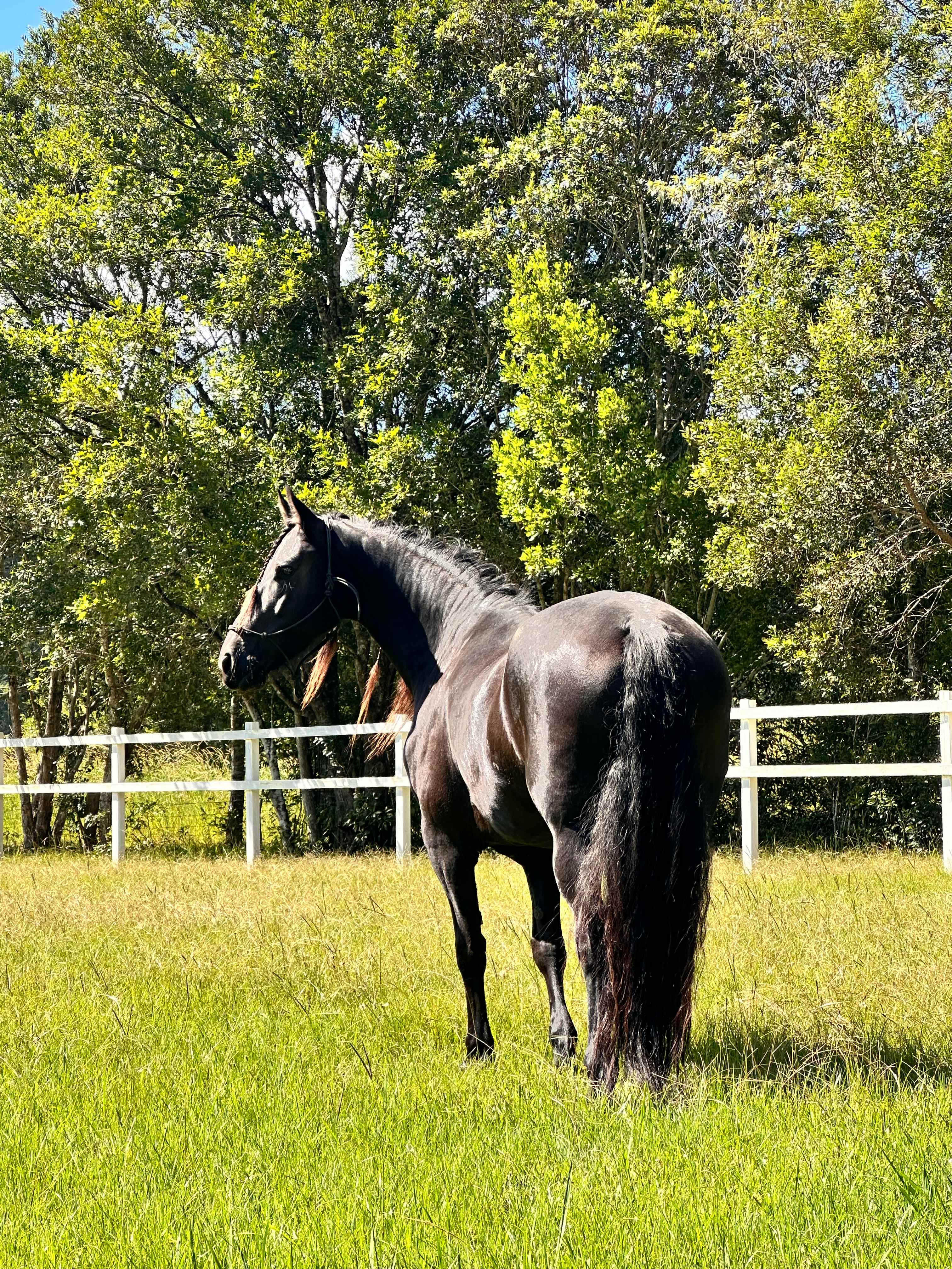 Picture perfect paddock, secure safe fencing, abundant grass. 