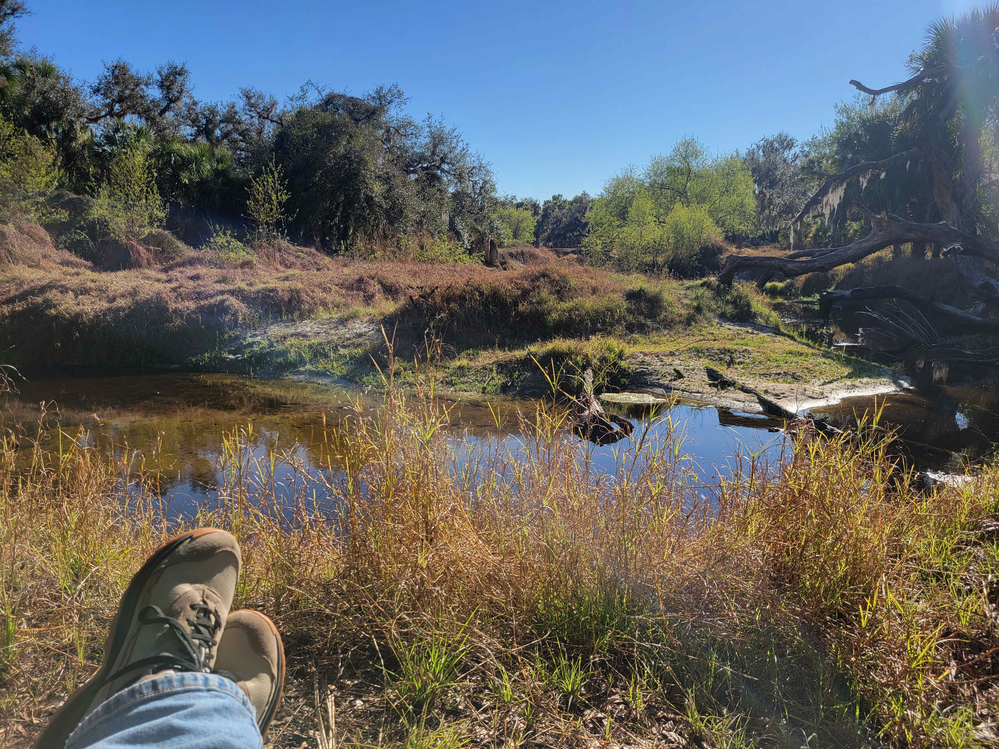 I could sit here for hours, identified a few new birds for my list!