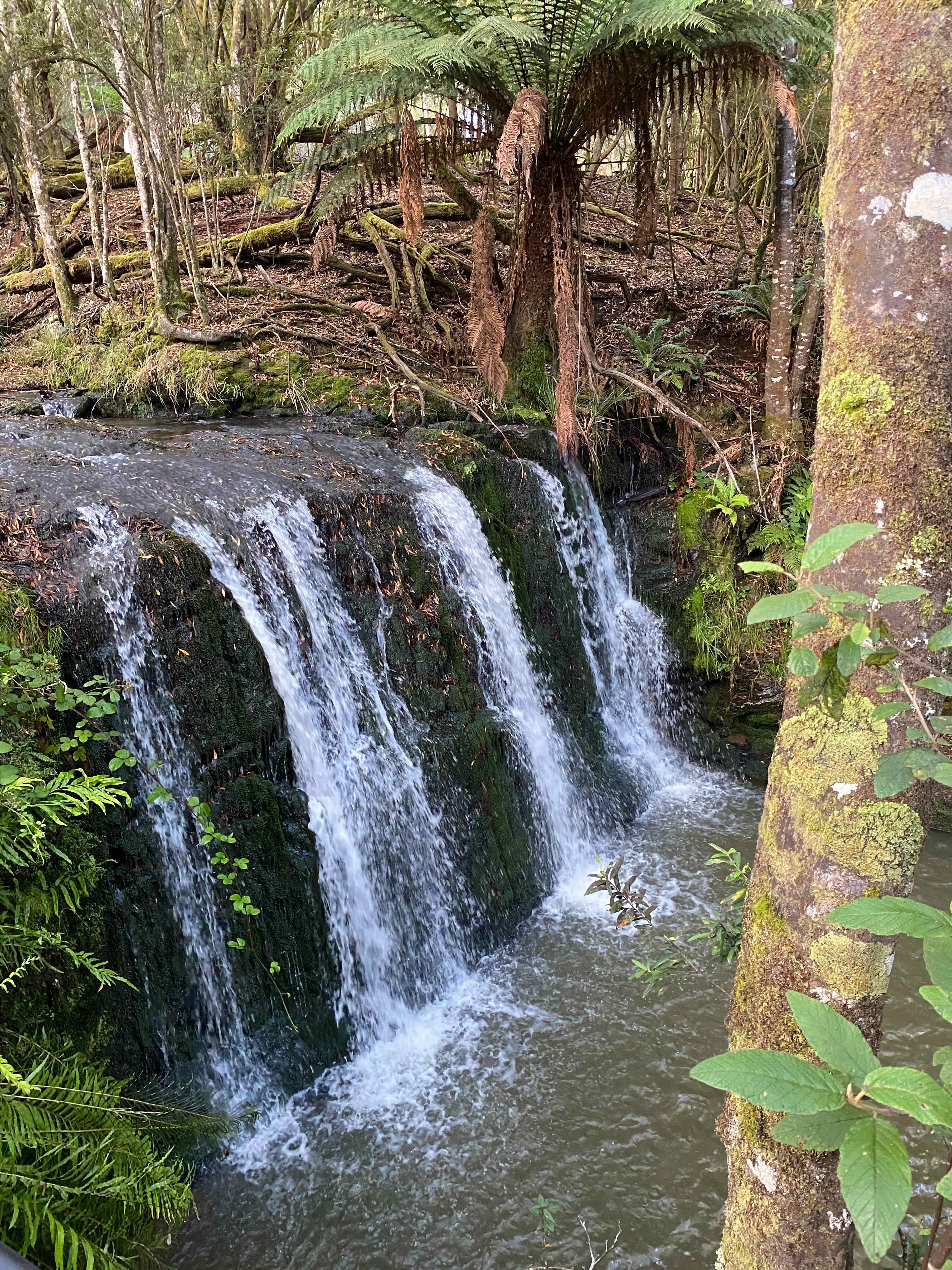 🐞🌿 Ladybug Camping 🌿🐞