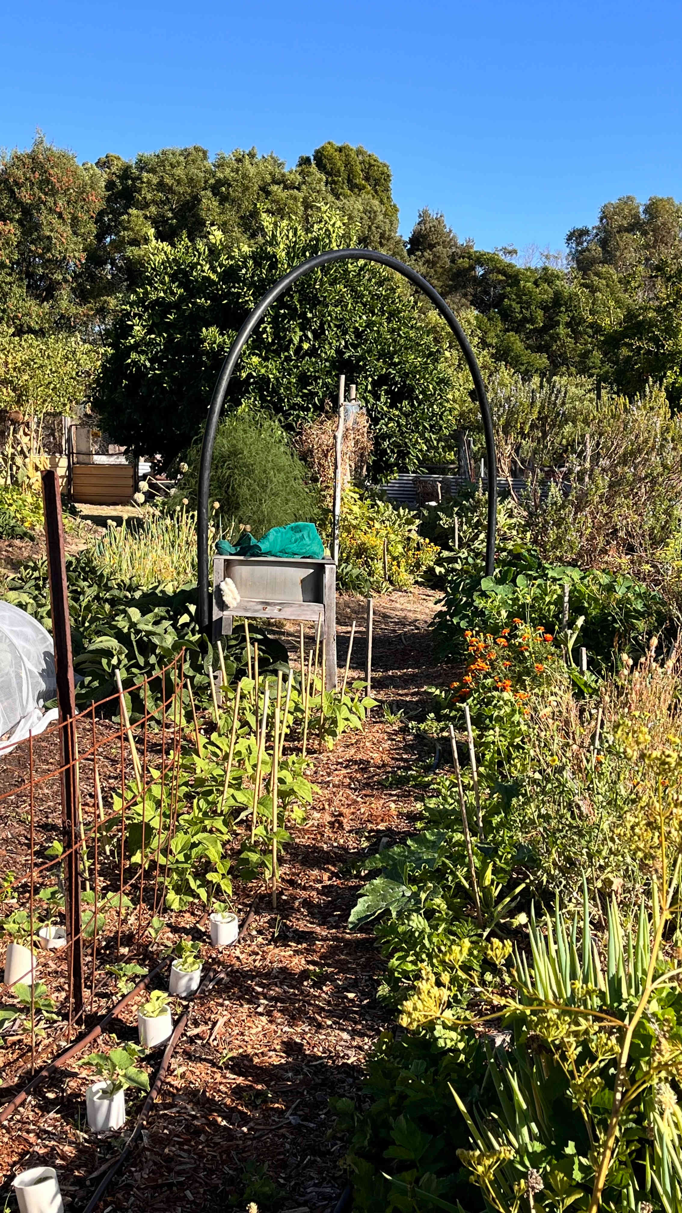 Farm veggie & fruit gardens