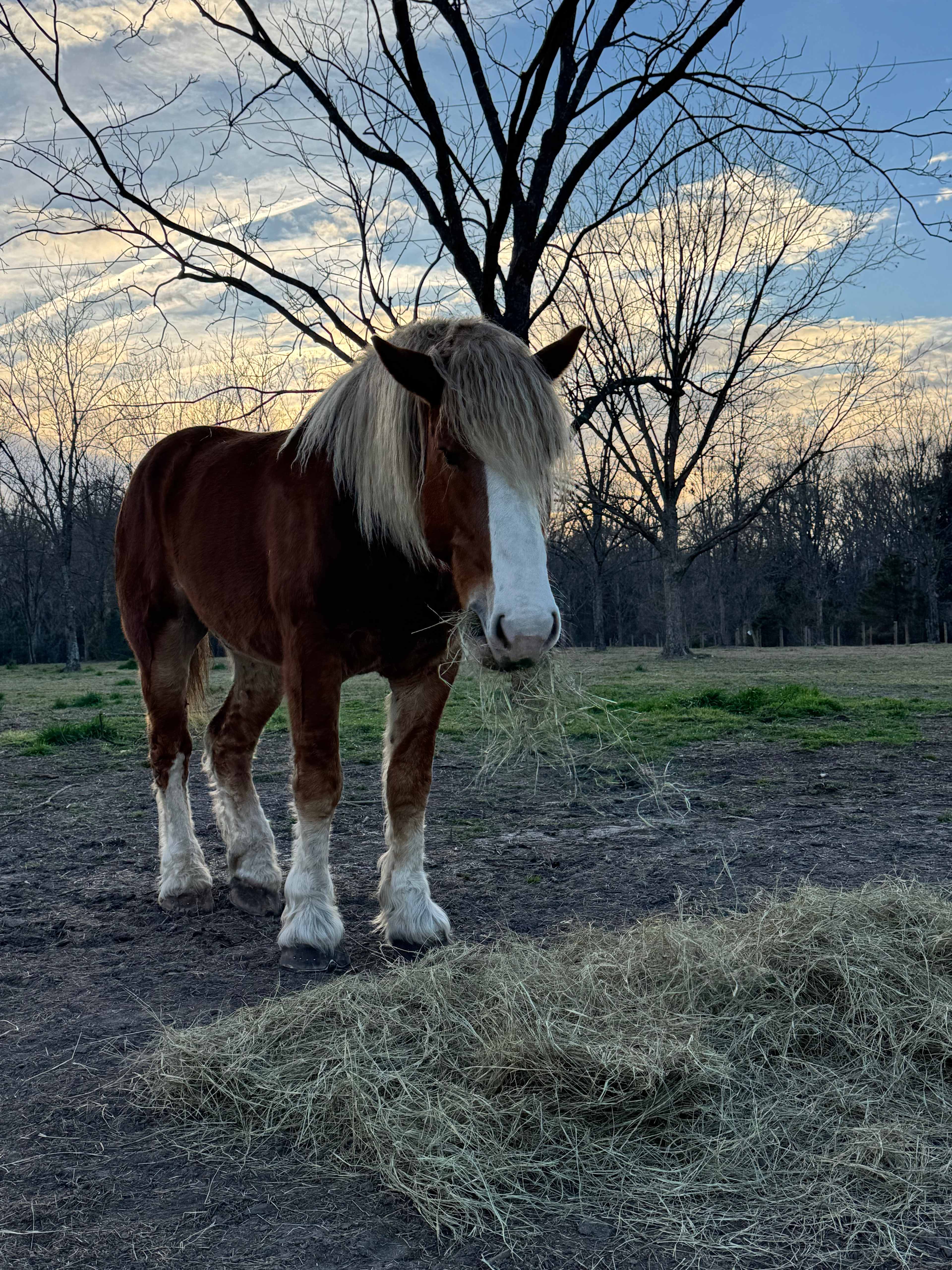 Shire Hill Grove, Yemassee, SC
