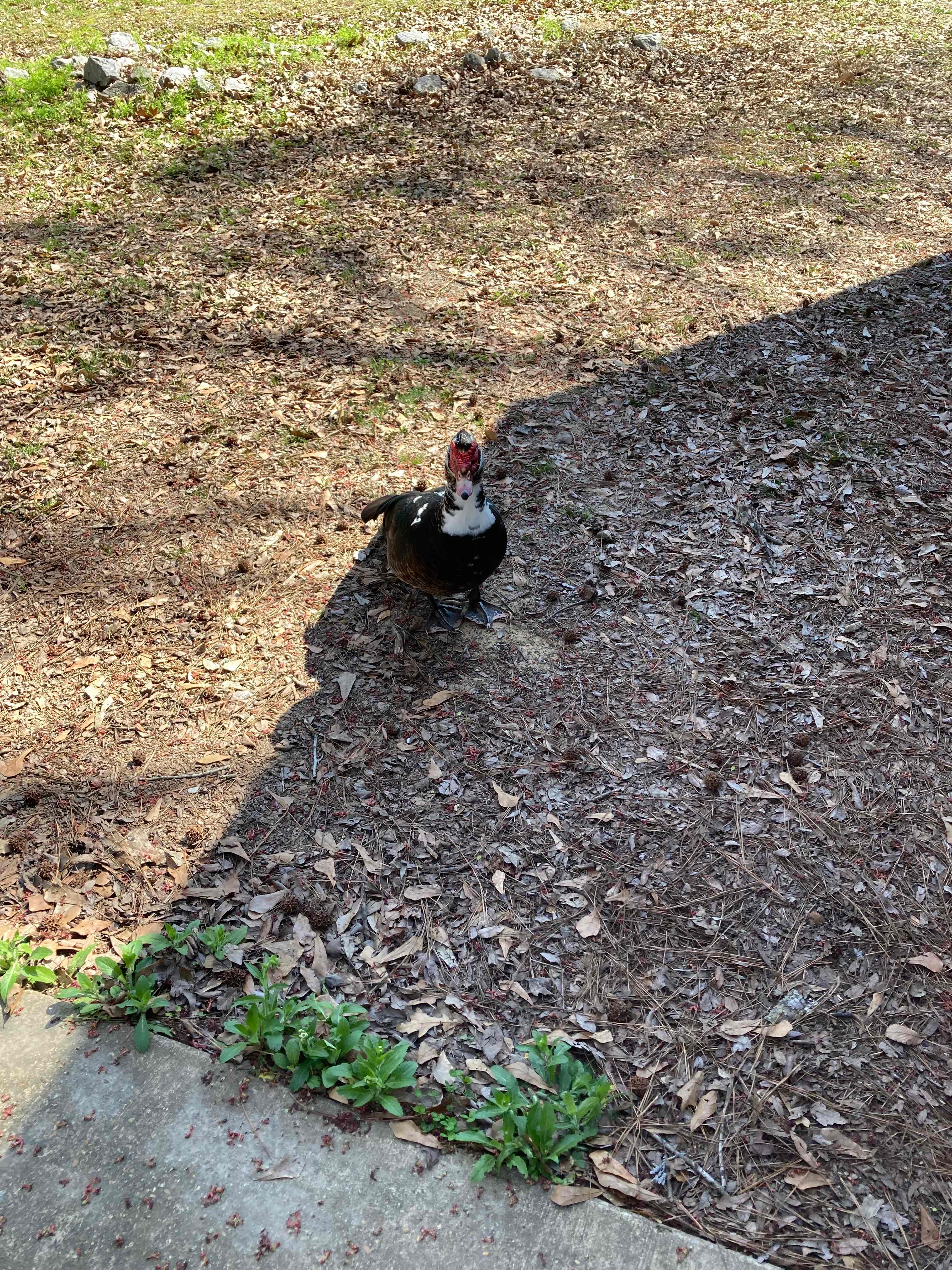 Wendy Oaks RV Resort