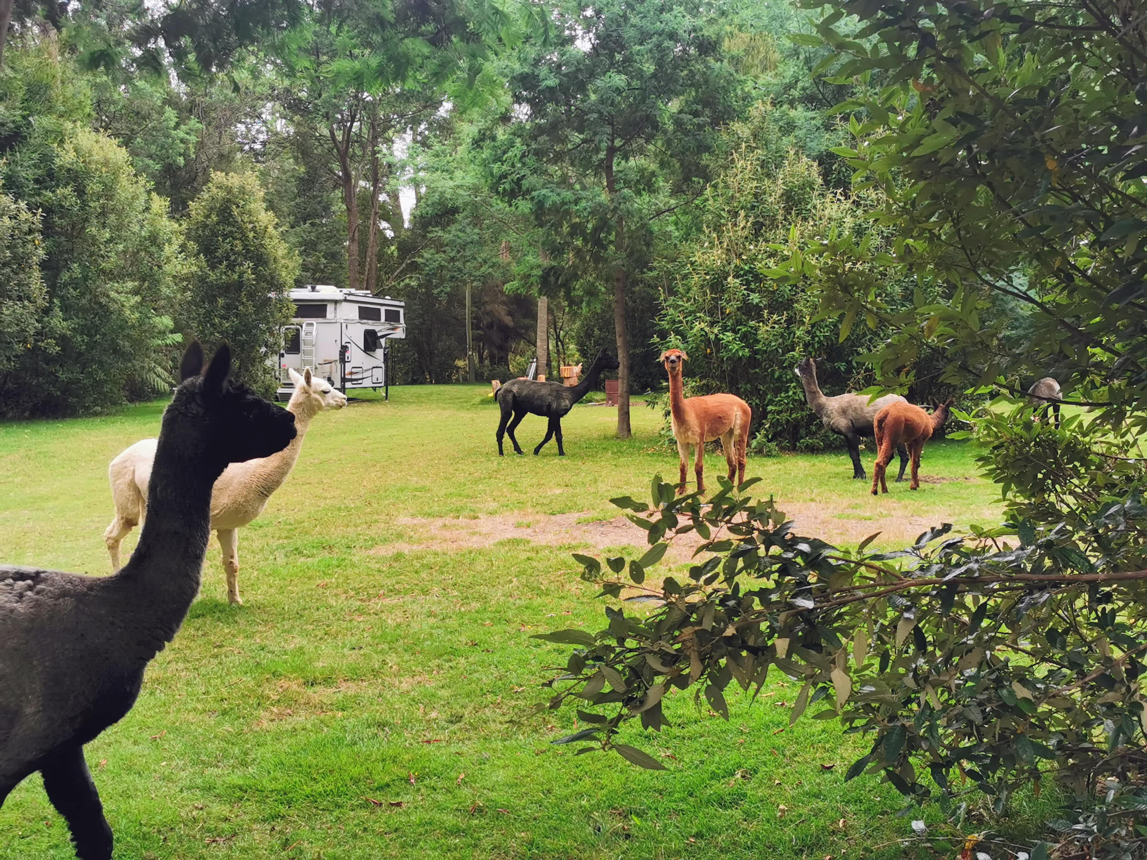 Large, private camp site with resident lamas. 
