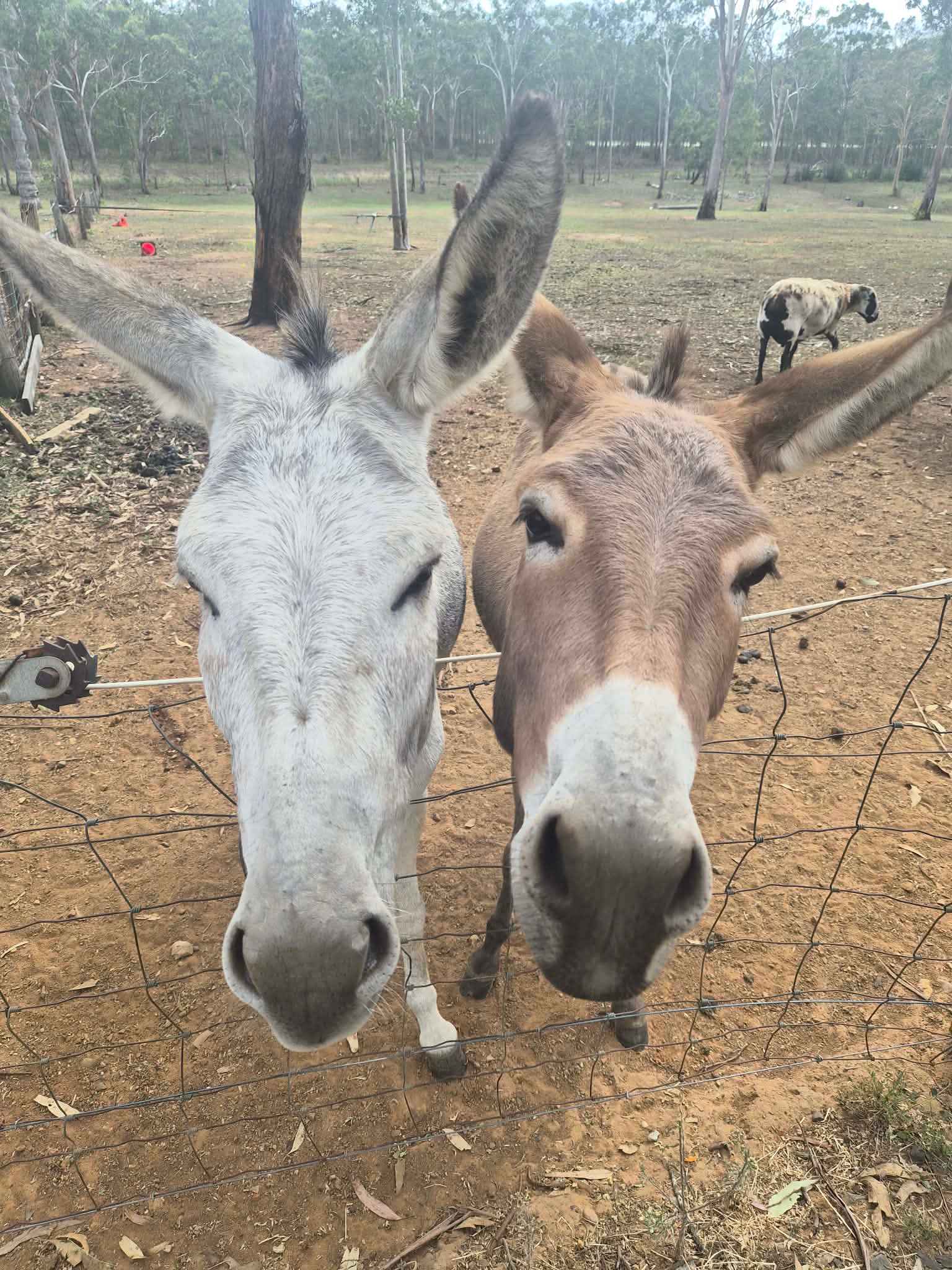 Eeyore And Snore Hunter Valley