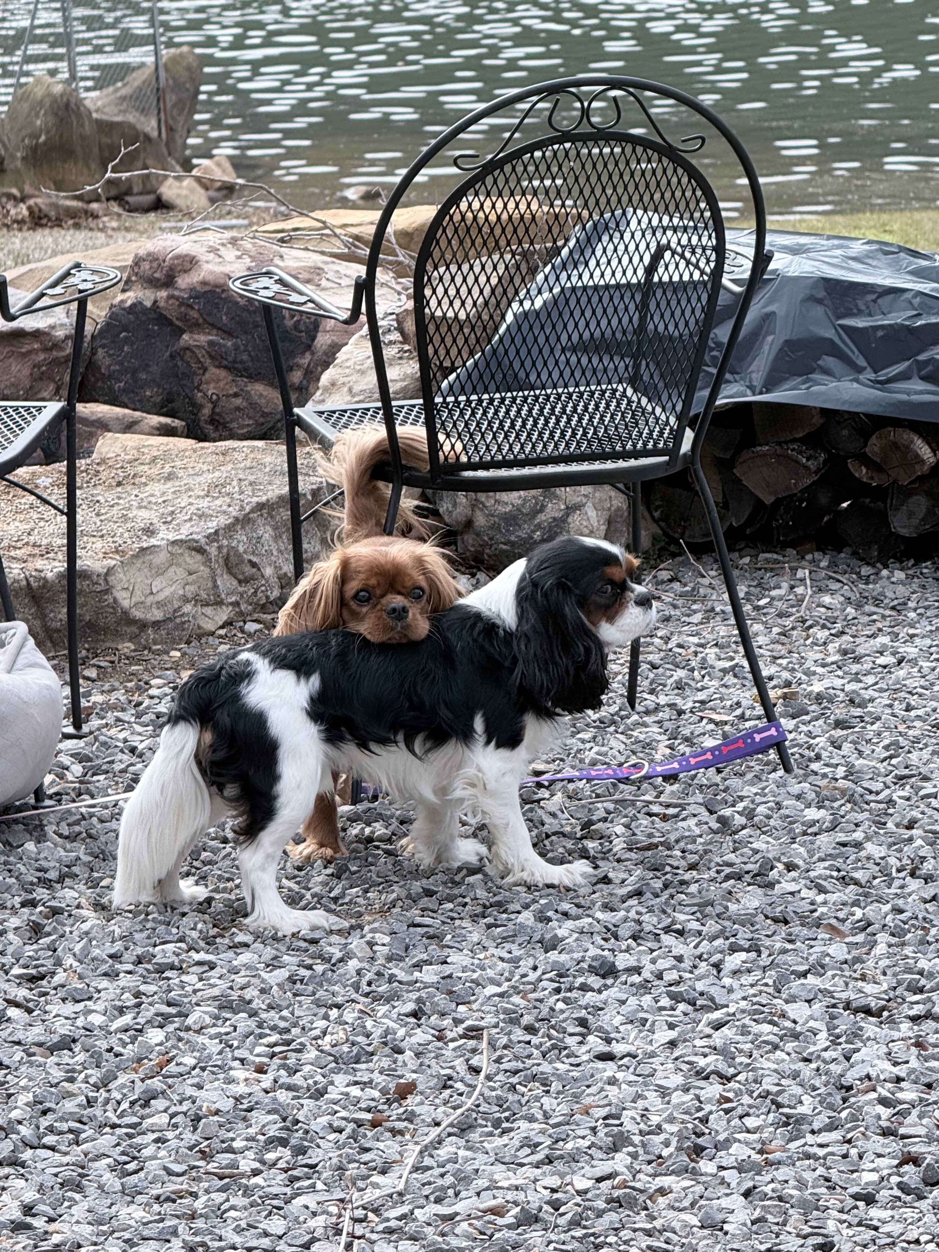 Our dogs had too much fun!