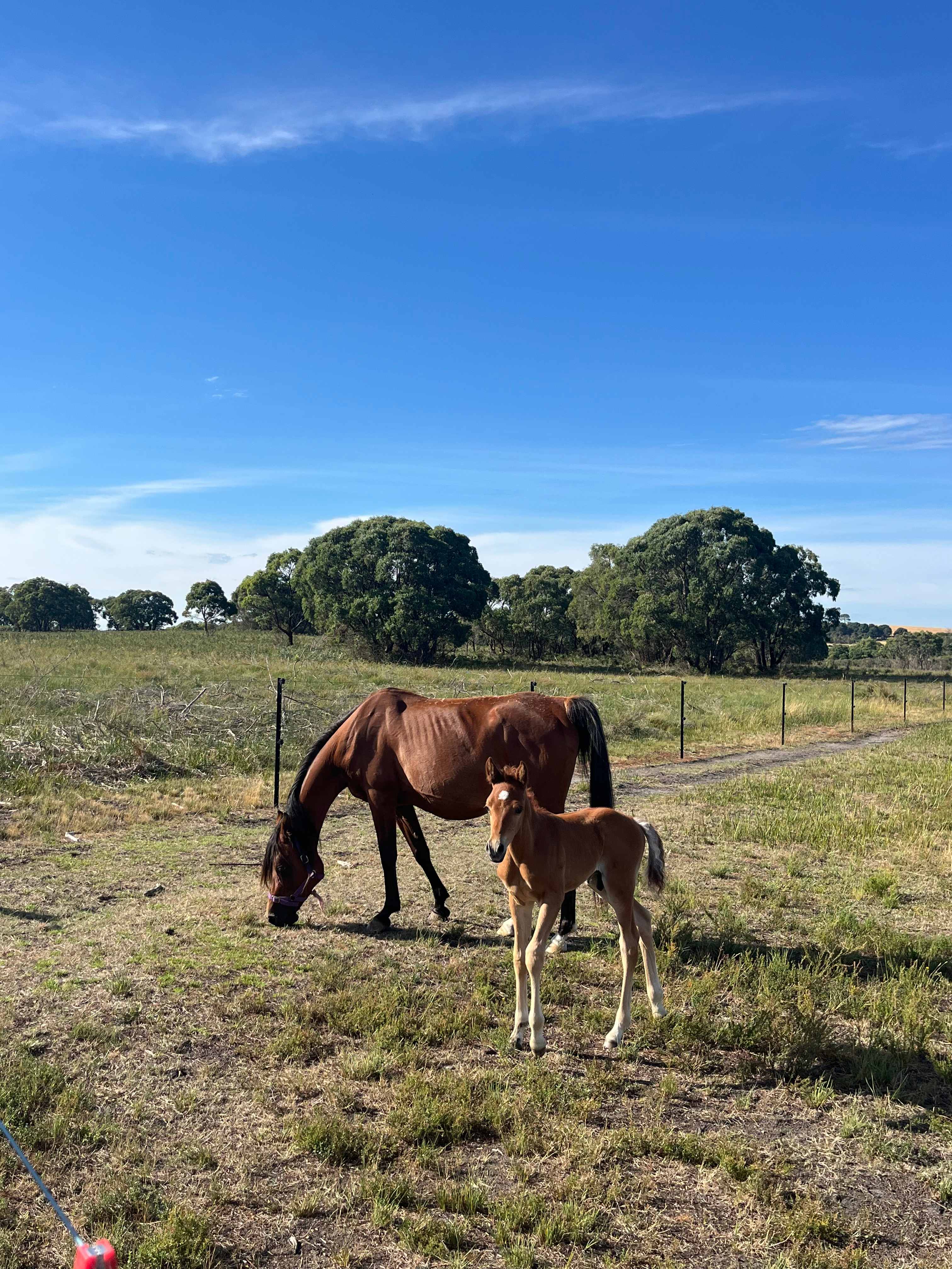 Mother ‘Rose’ and her 10 day old foal 