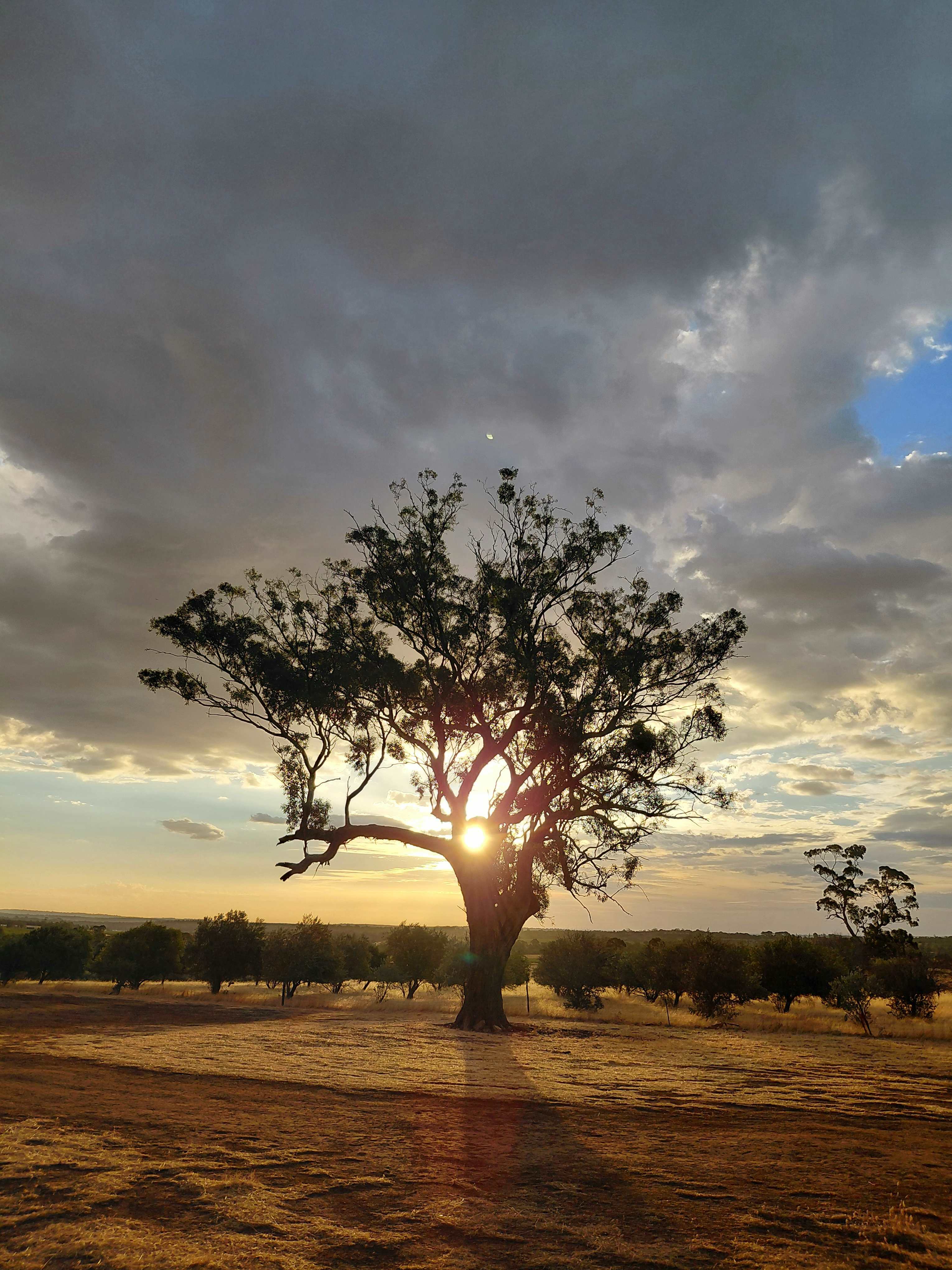 Jacob’s Creek Farm, Krondorf