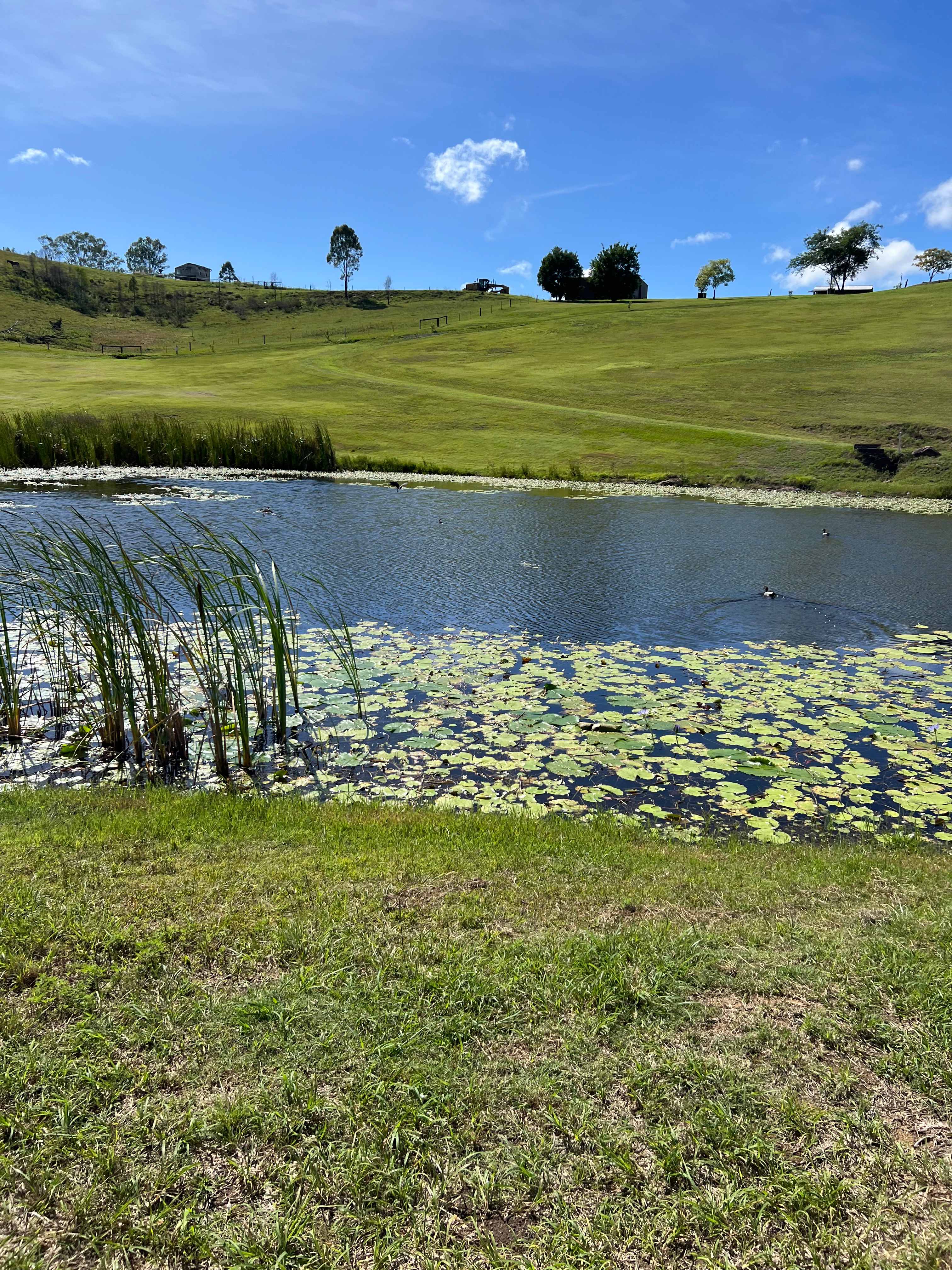 Large dam with ducks and Lillie’s 