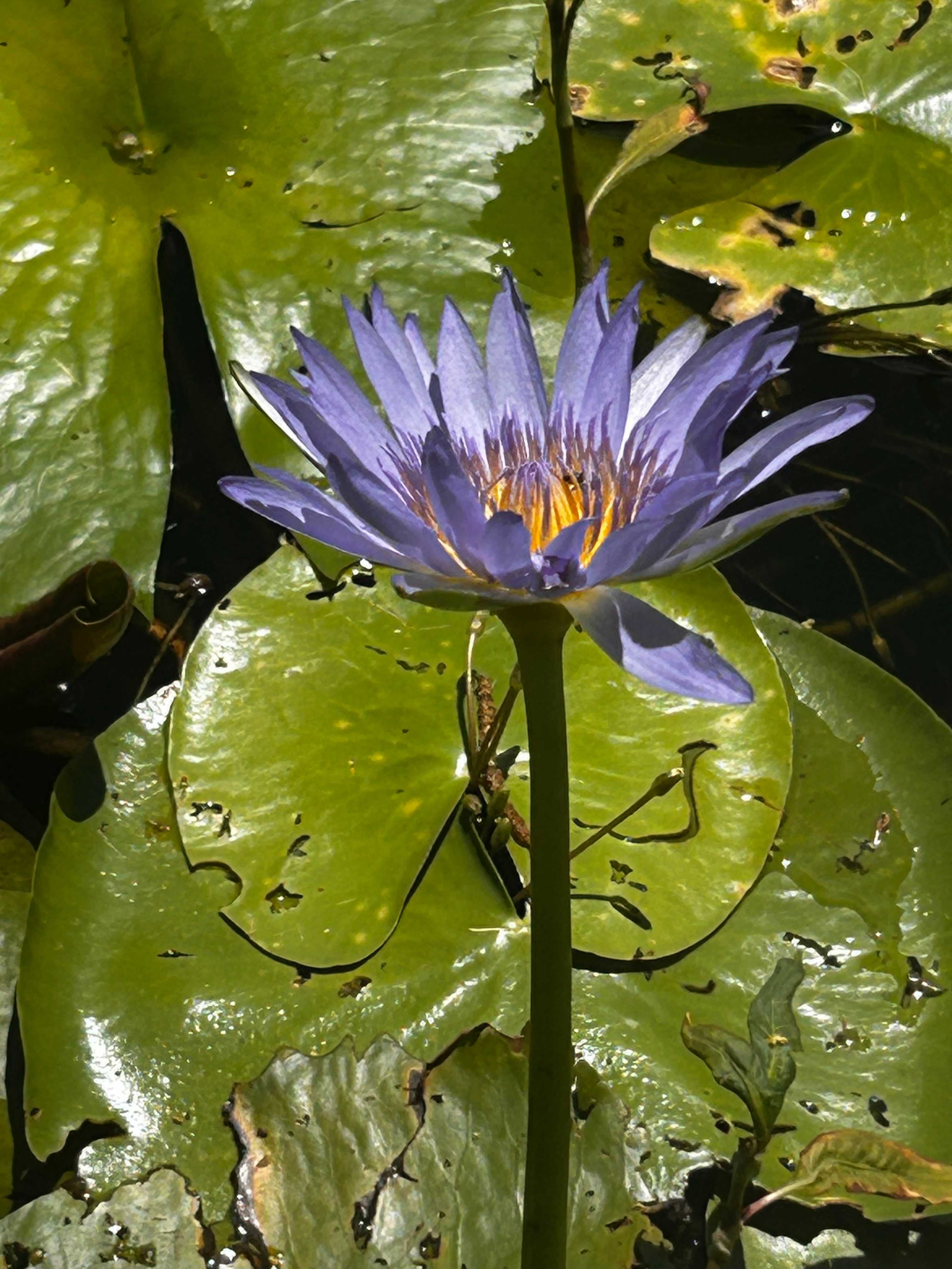Water Lily