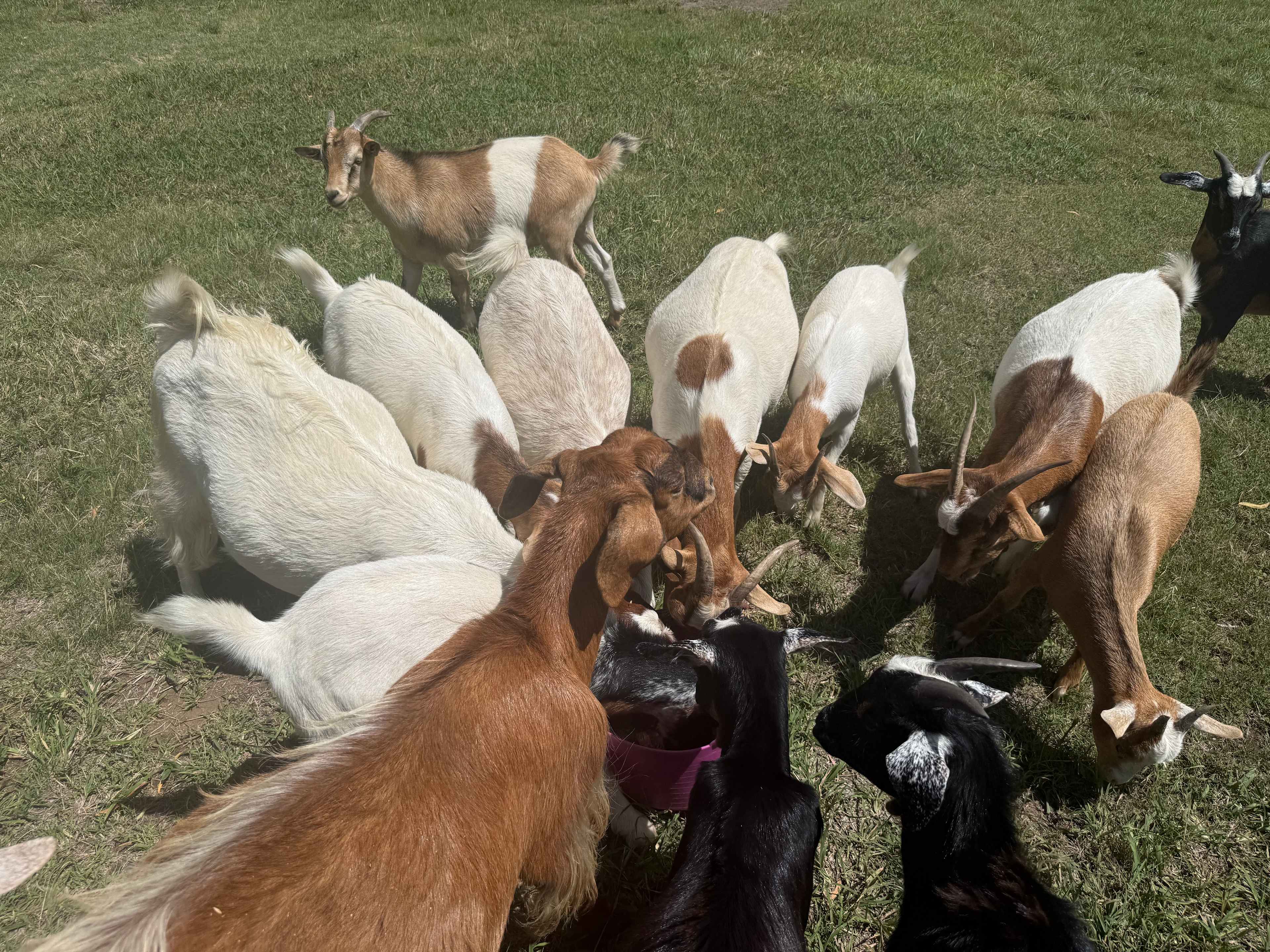 Rocky Creek Homestead