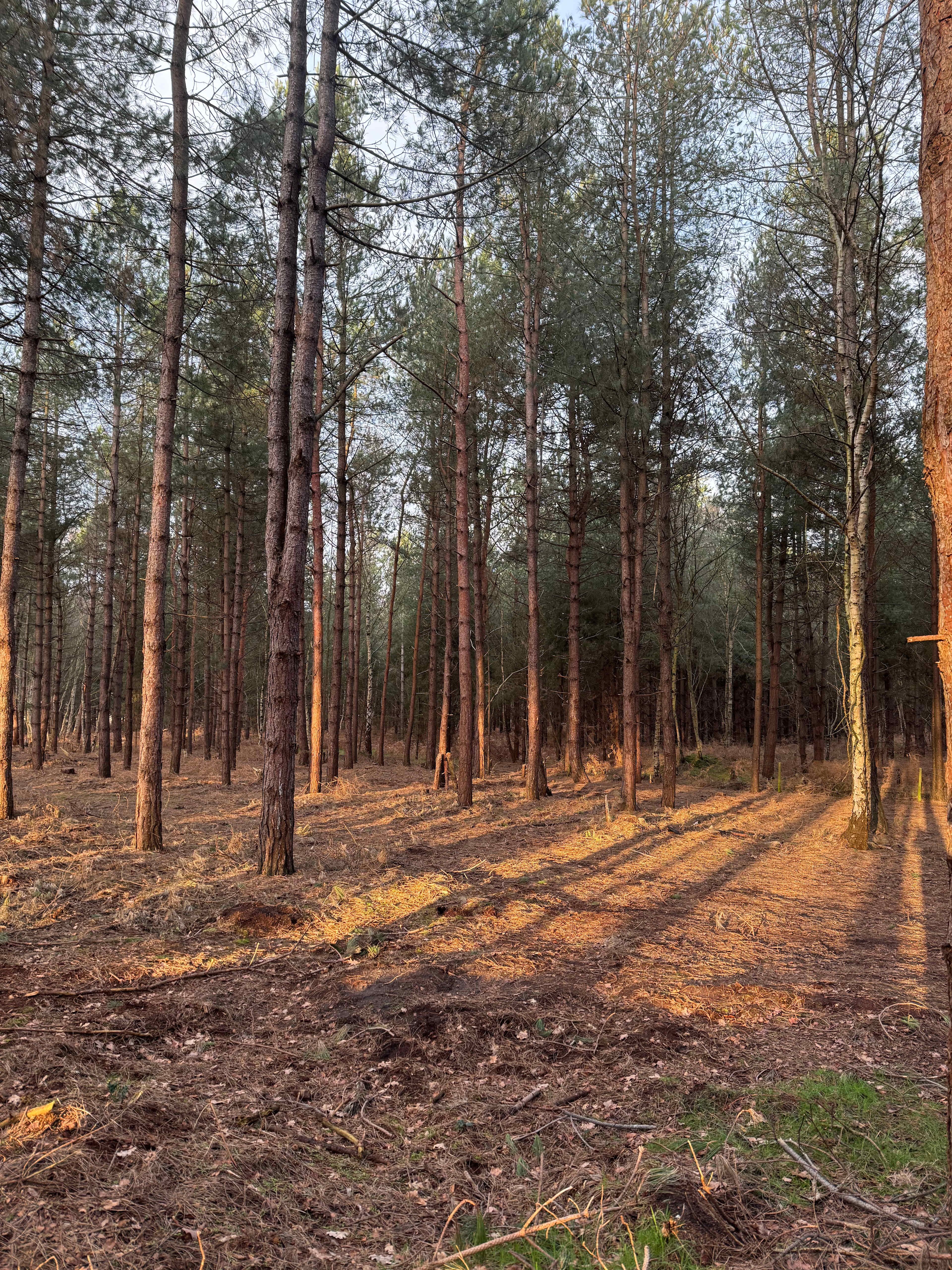 Holistic Woods Wild Campsite