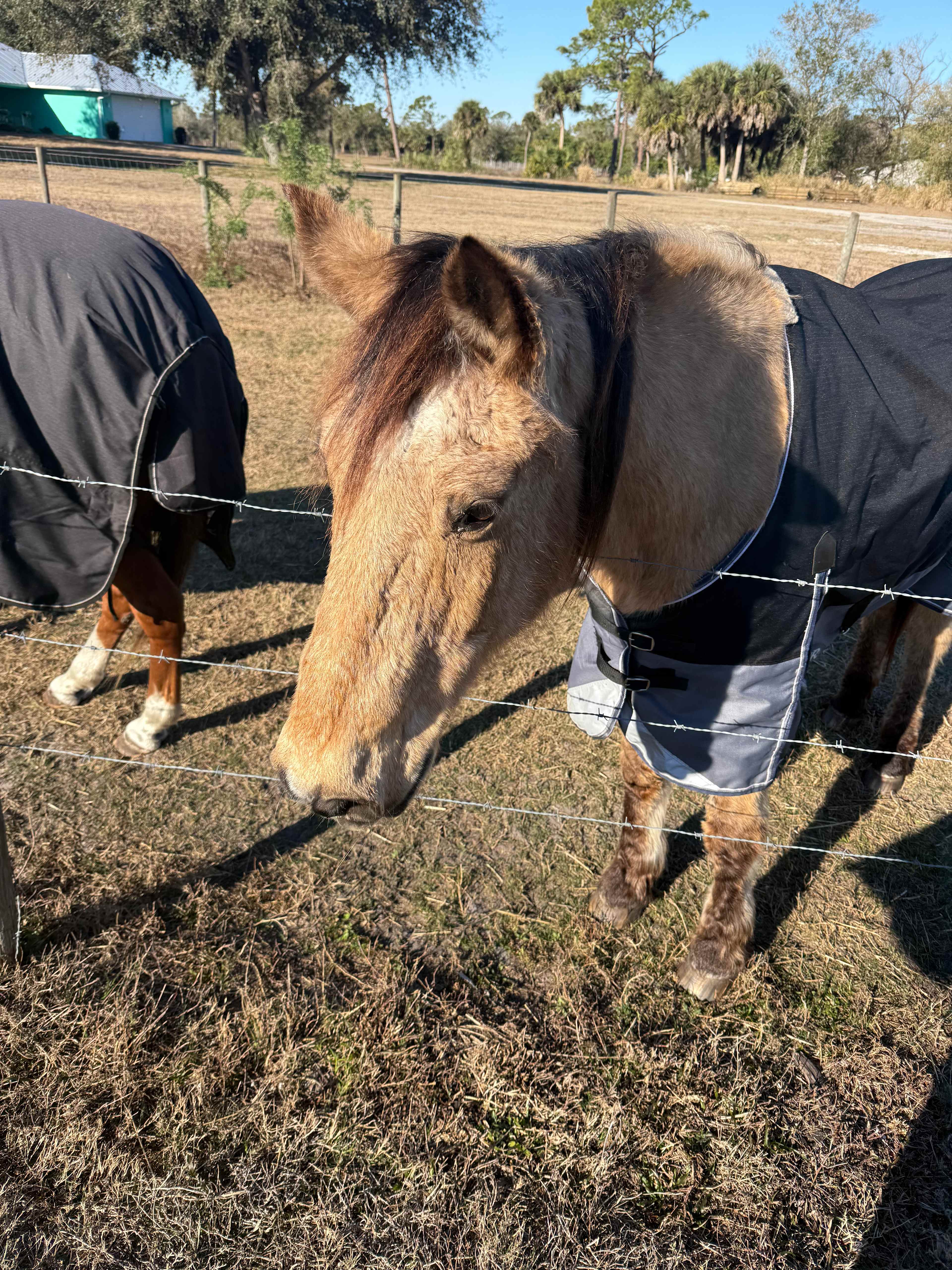 Oakley - so sweet and loved being petted 💖