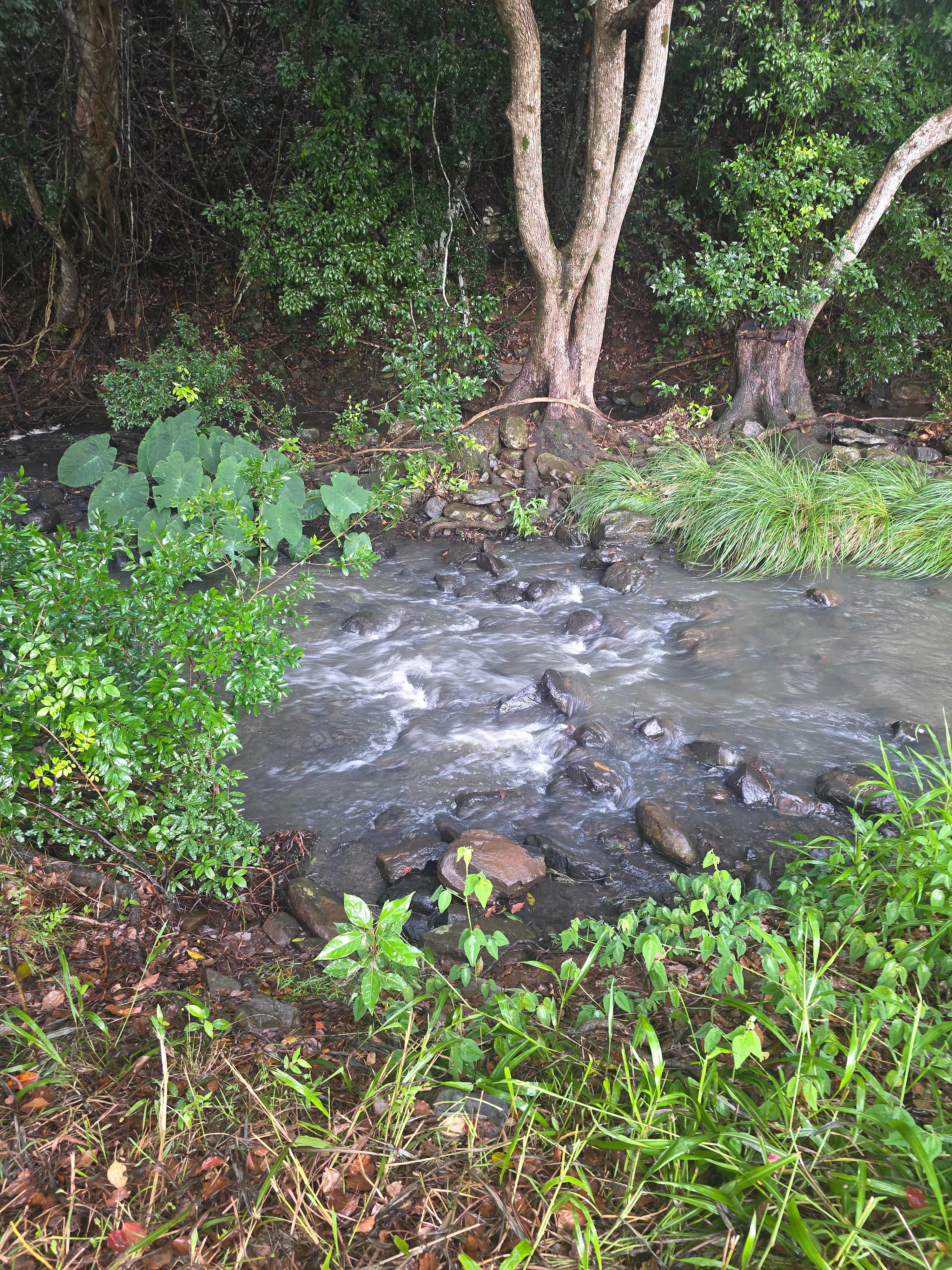 Creek Edge, Macadamia Farm