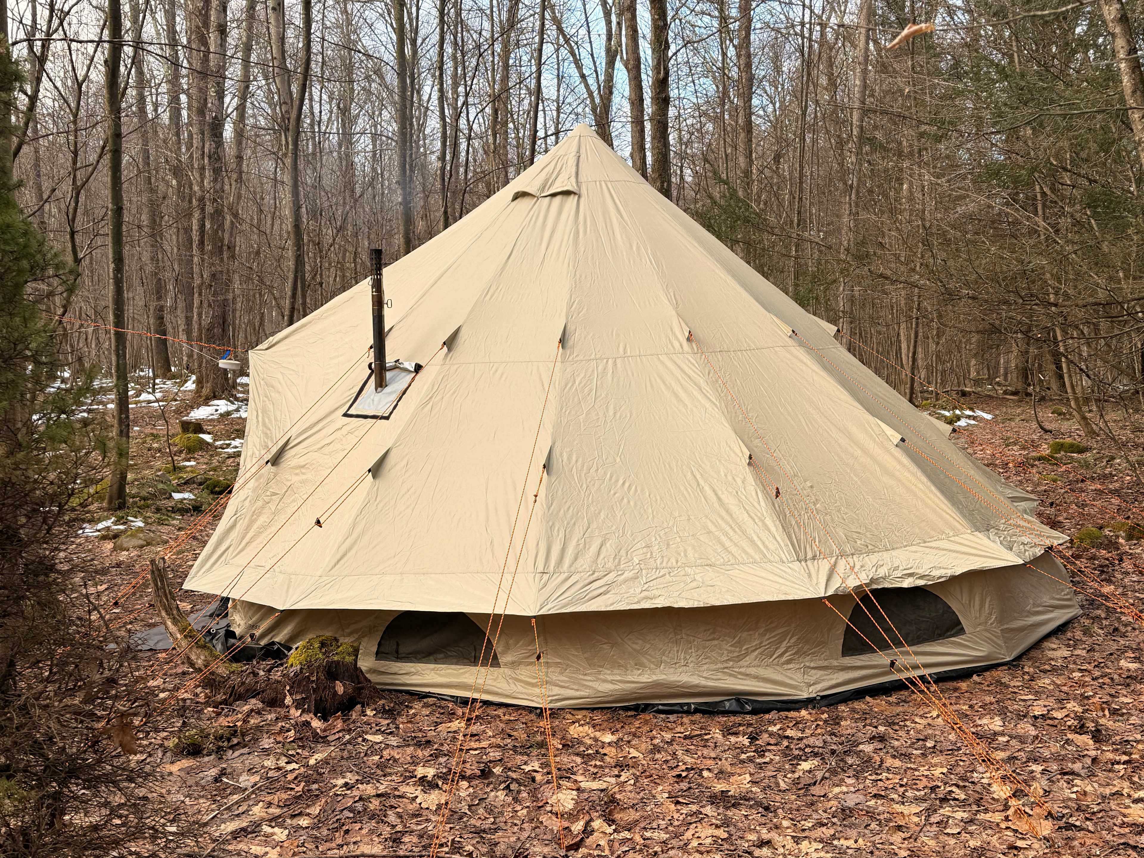 All Ferns Most of the Time