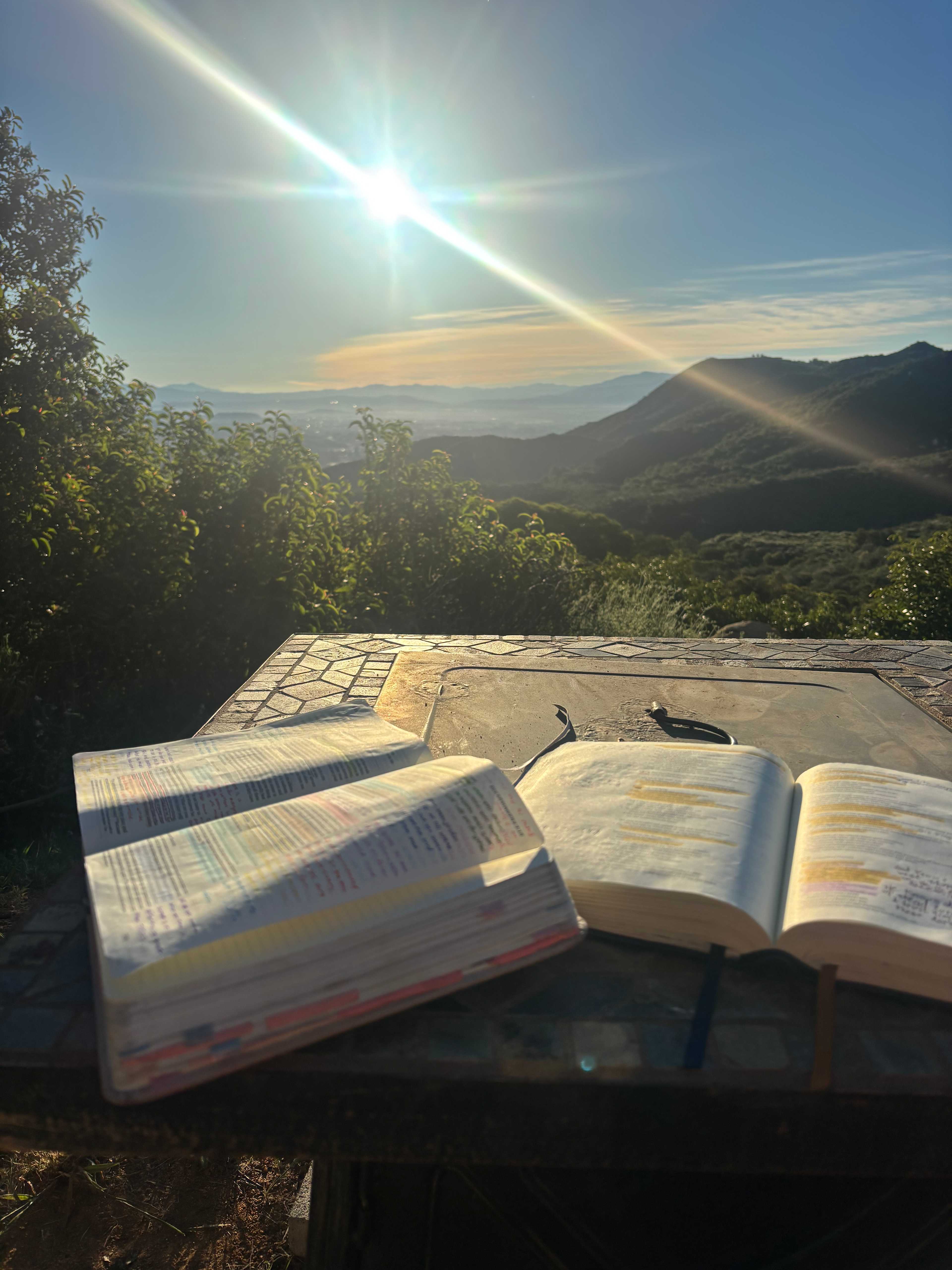 Zephyr Mountain Avocado Grove