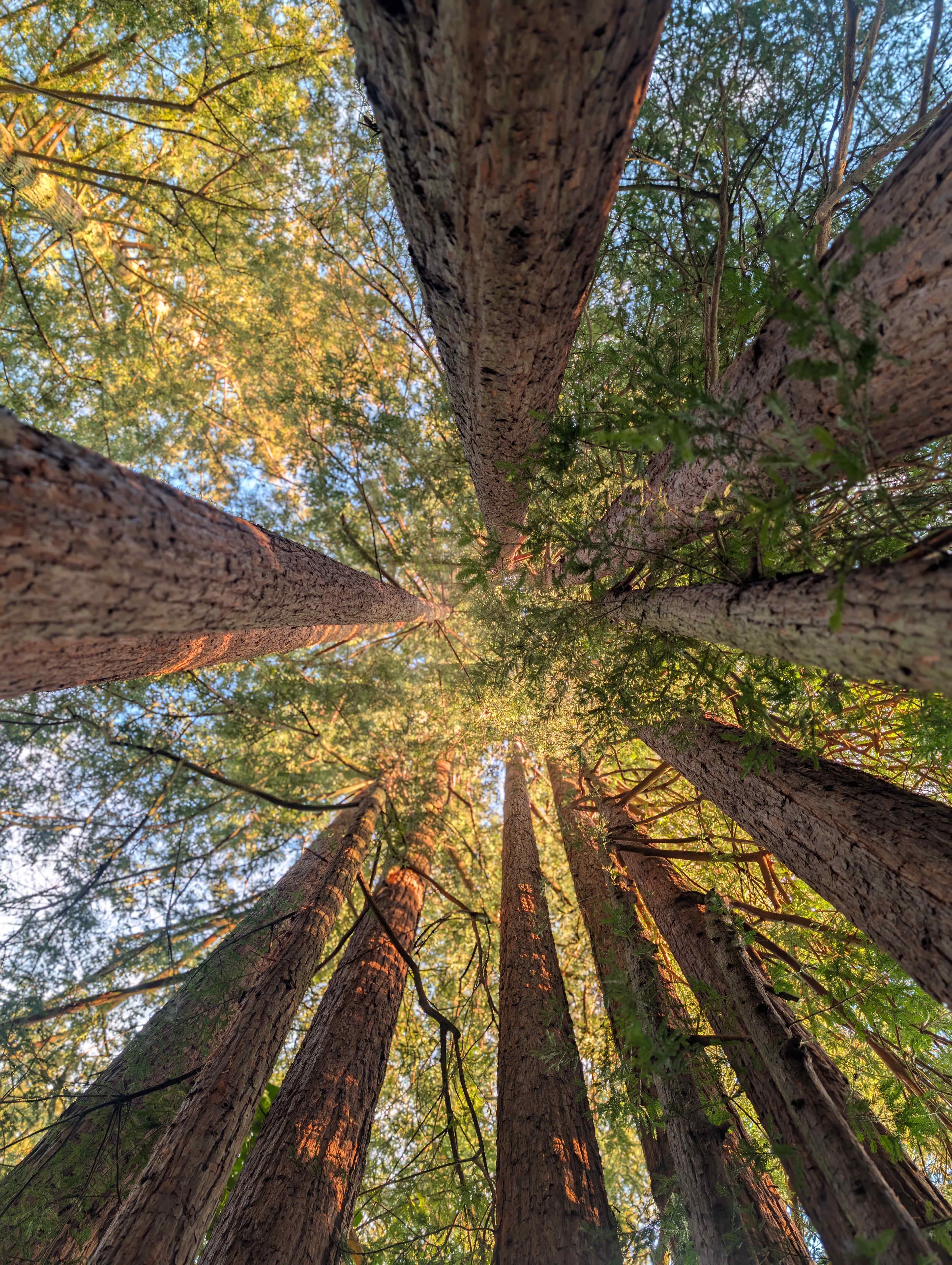 Sleep Up High In A Redwood Tree-net
