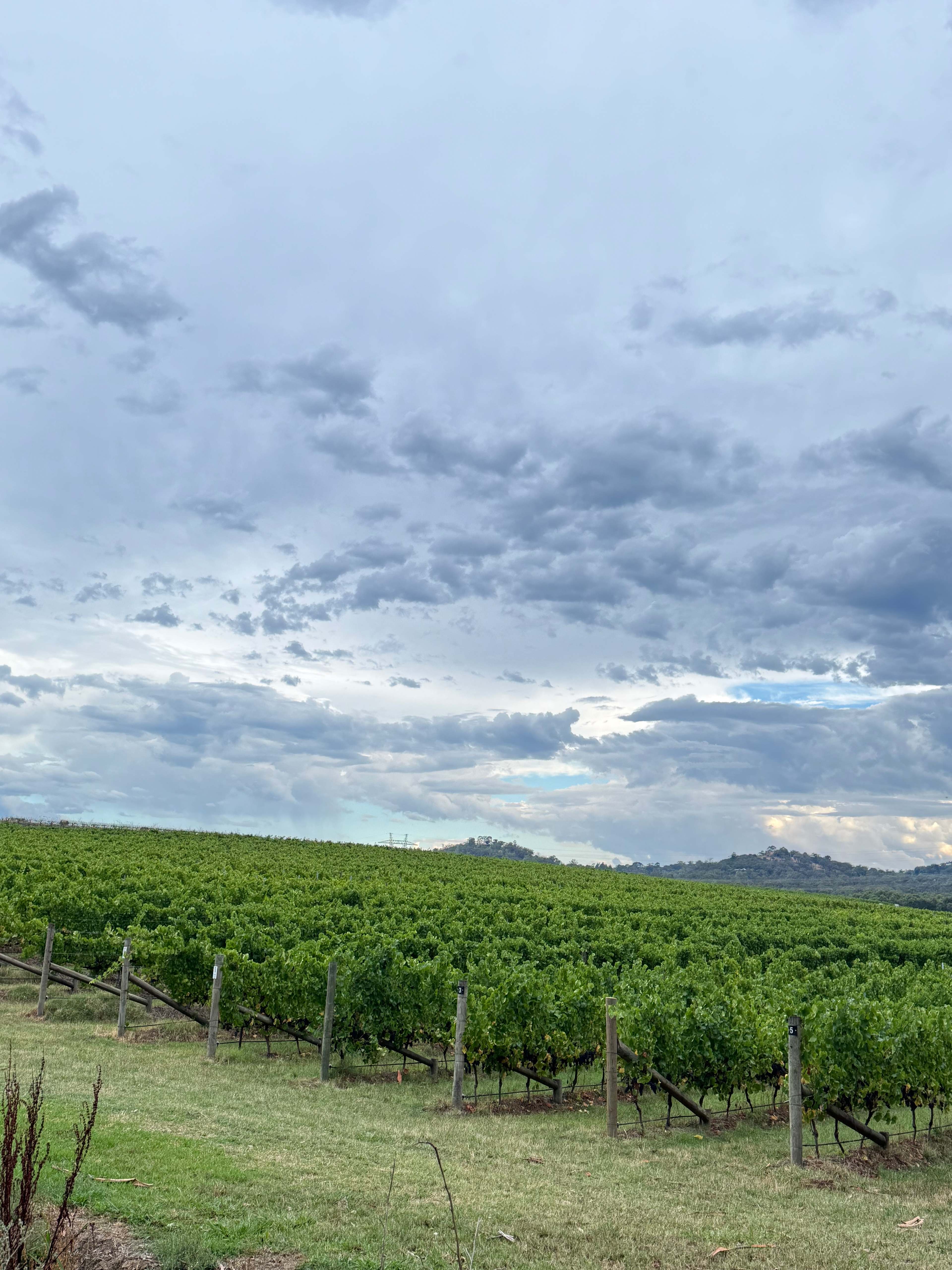 Yarra Valley Vineyard Views