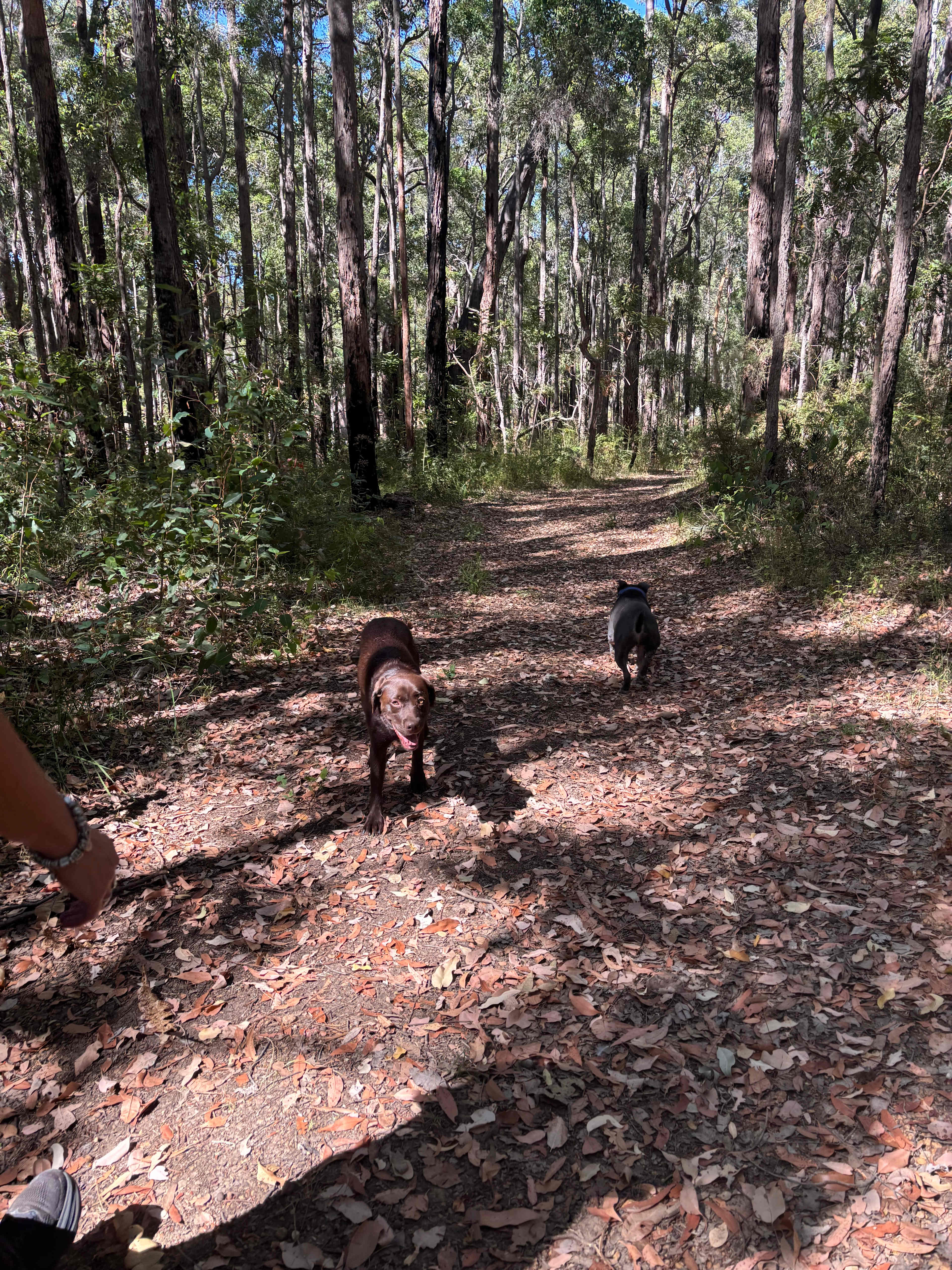 Bush walk on the property with our dogs