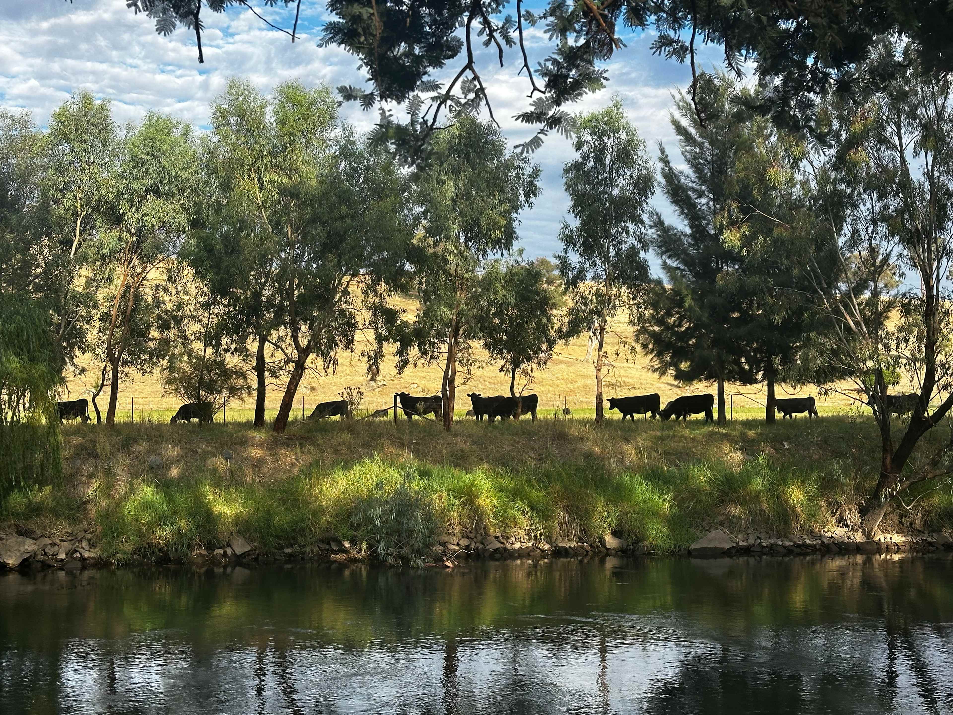 Bahwidgee on Tumut River