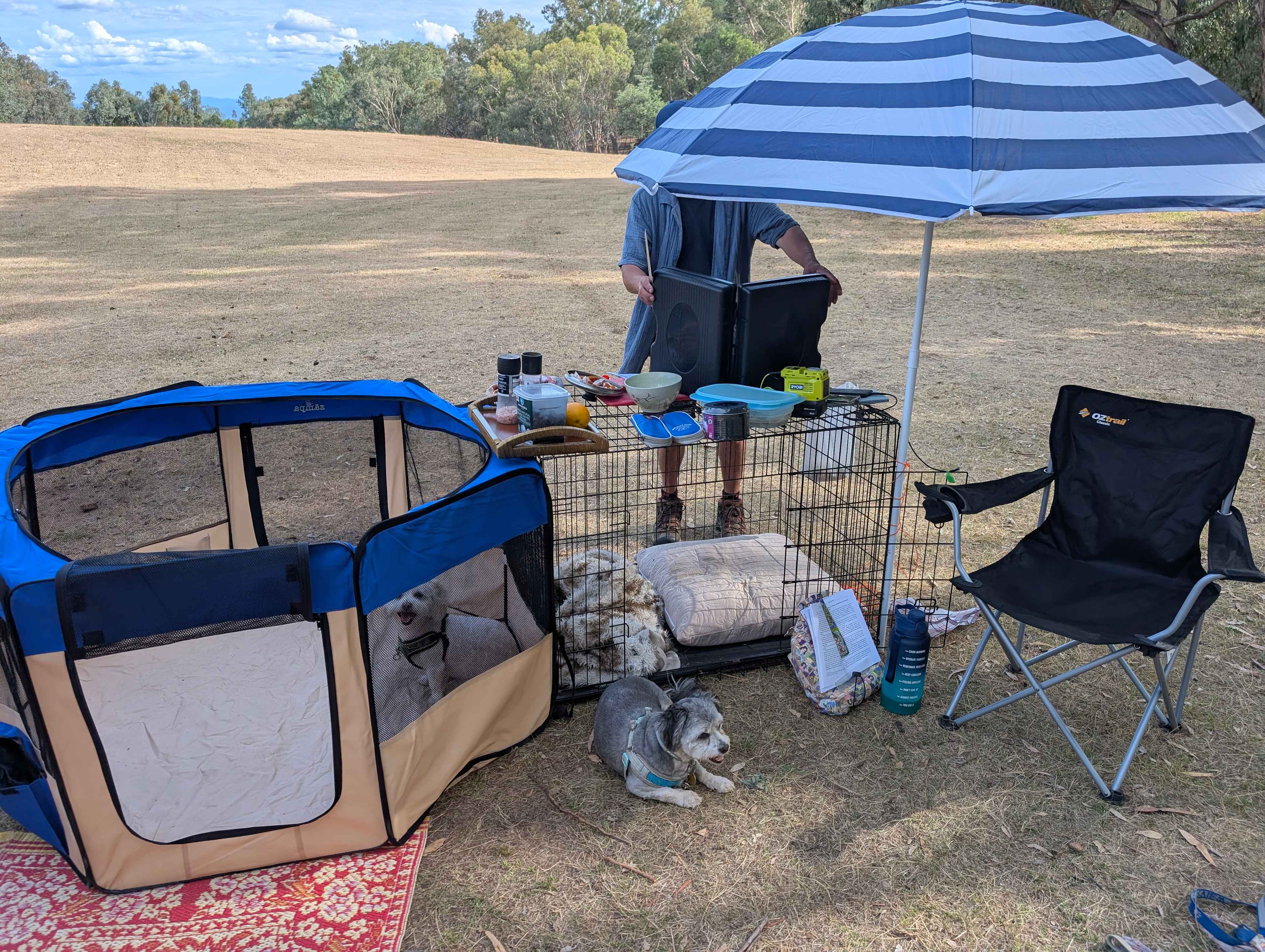 The set up with the doggies